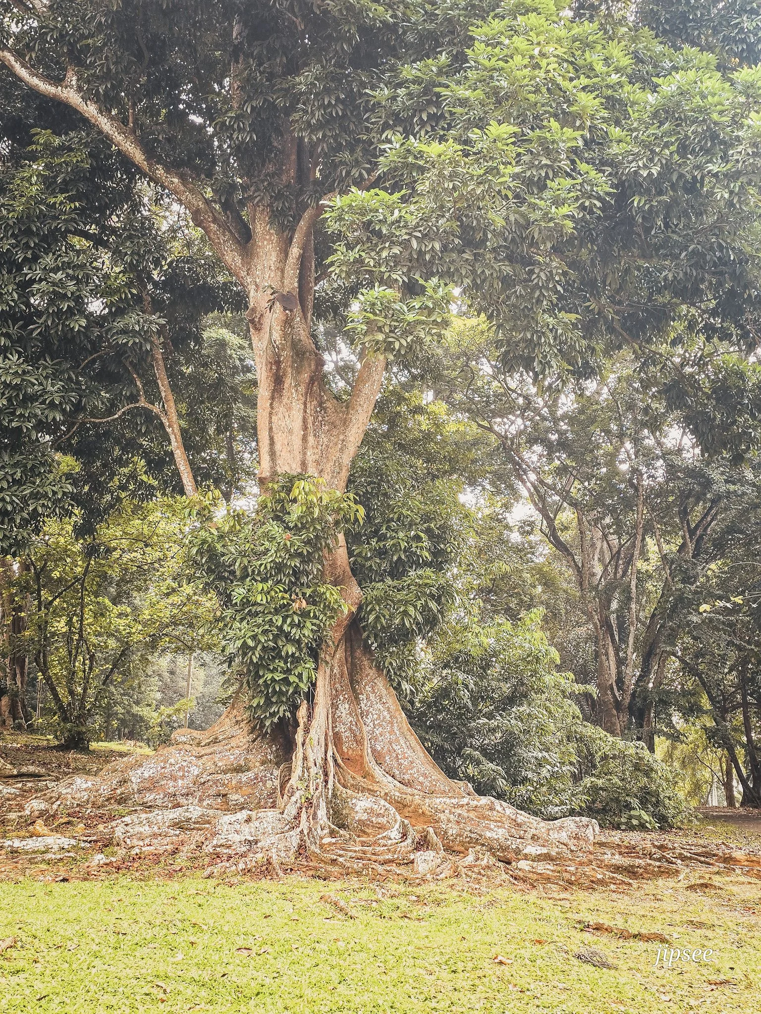arbre géant centenaire avec des enormes racines apparentes
