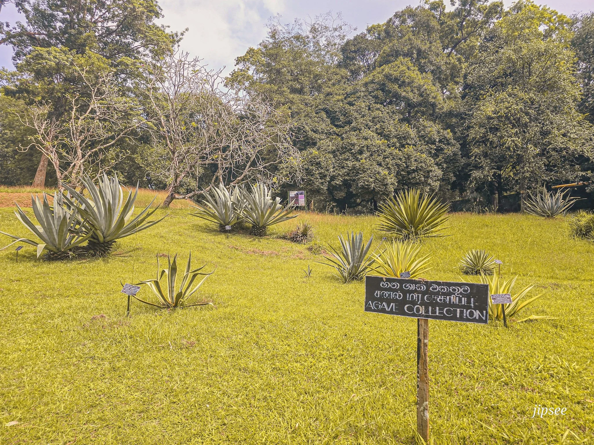 panneau collection agave du jardin d'epices au jardin botanique de kandy