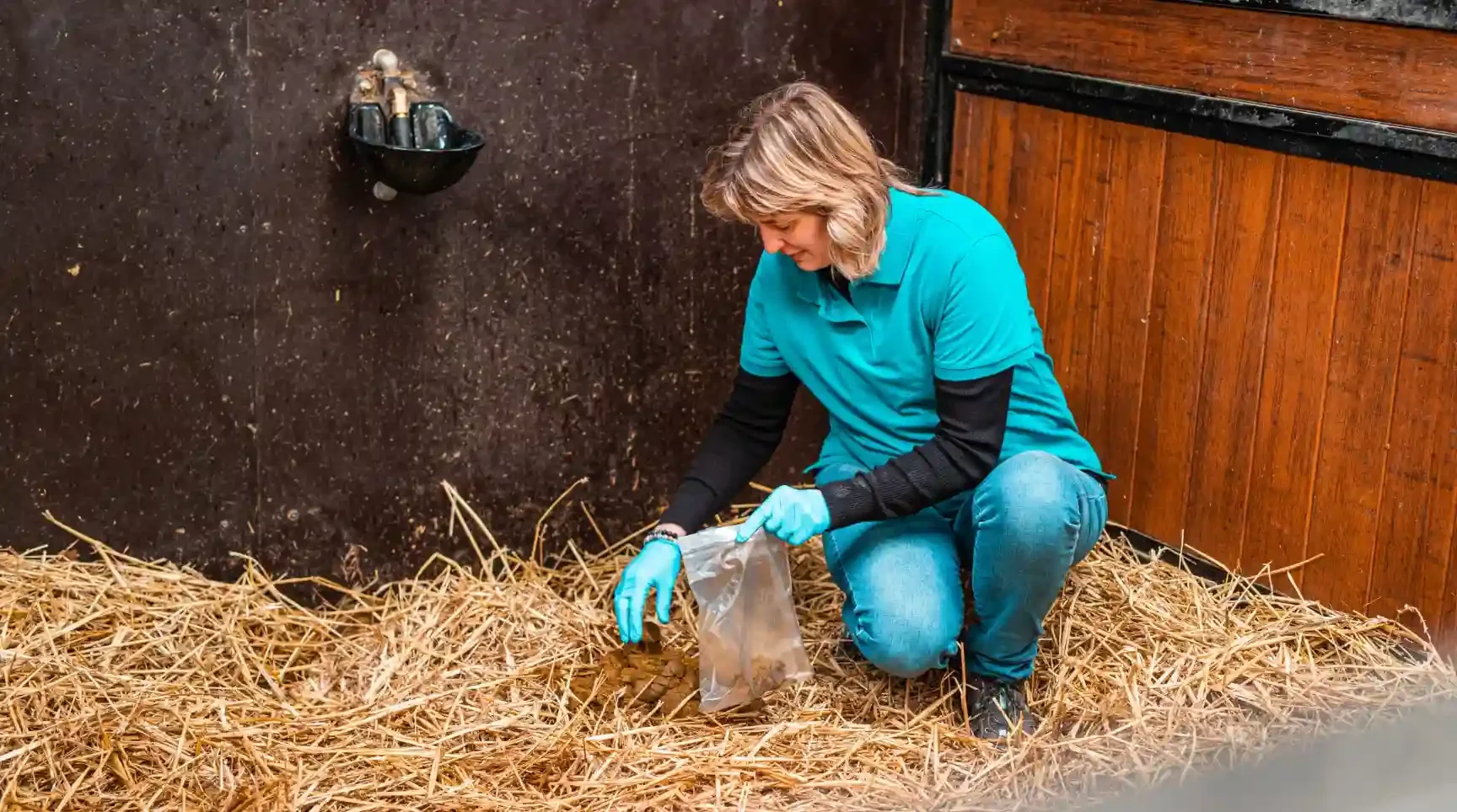 Mestonderzoek bij paard uitvoeren in stal in Marsum met monstername