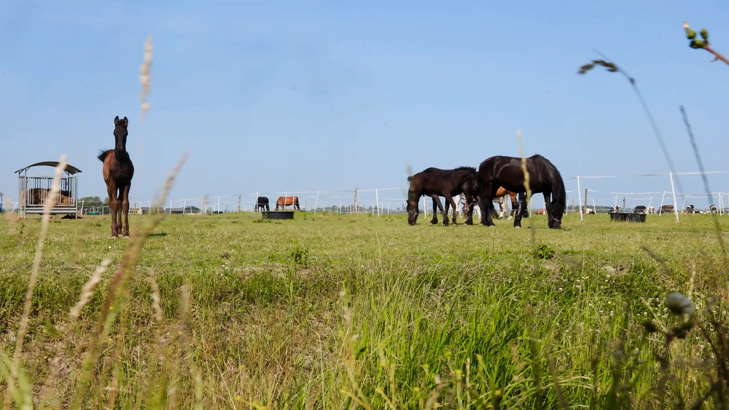 Friese paarden in de weilanden rondom It Fjildhûs in Marsum zorgen voor een rustige en landelijke sfeer bij evenementen en bijeenkomsten