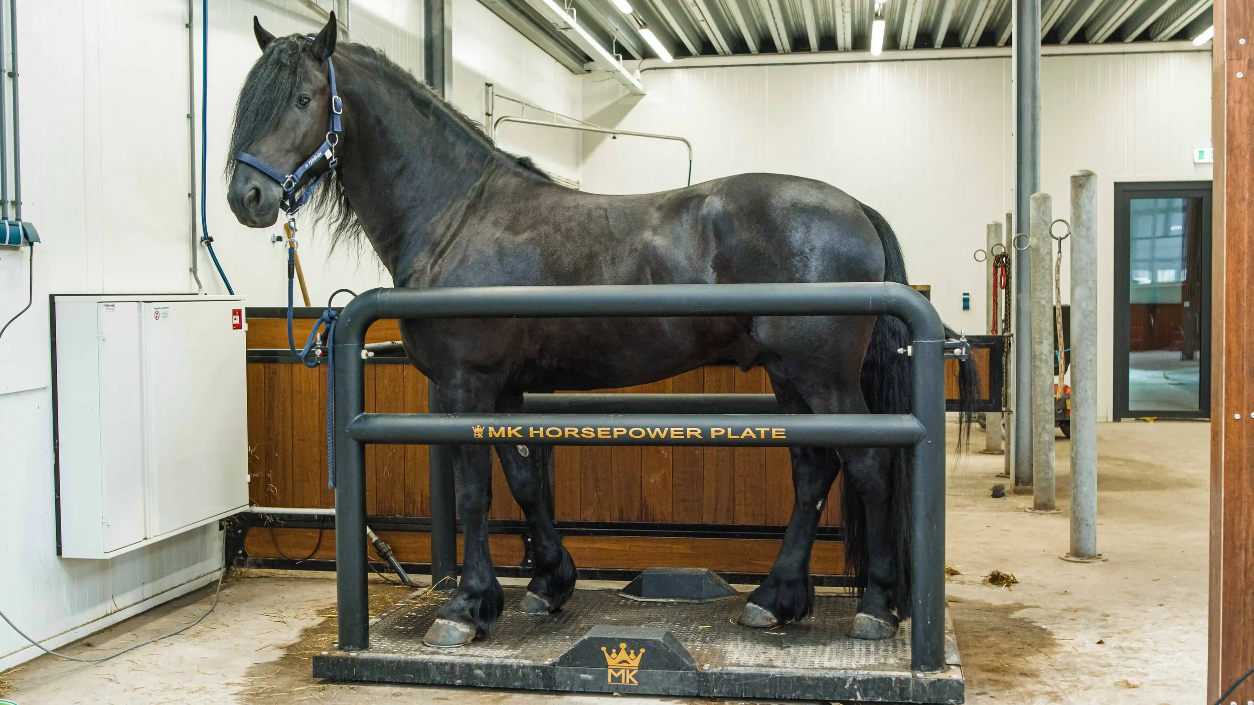 Fries paard op een Horse Power Plate tijdens sportmassage en revalidatie bij It Fjildhûs in Marsum.