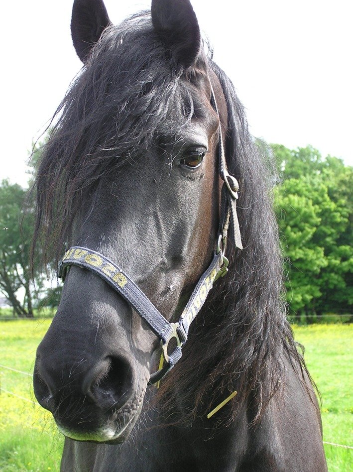Portret van Stermerrie Puck, het Friese paard waarmee de fokkerij van It Fjildhûs begon.
