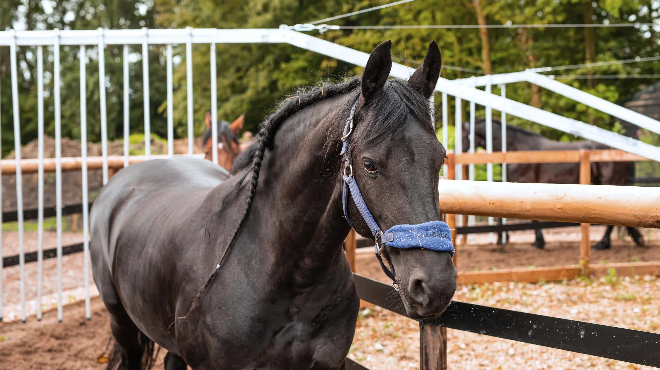 Fries paard ontspannen in paddock bij It Fjildhûs in Marsum