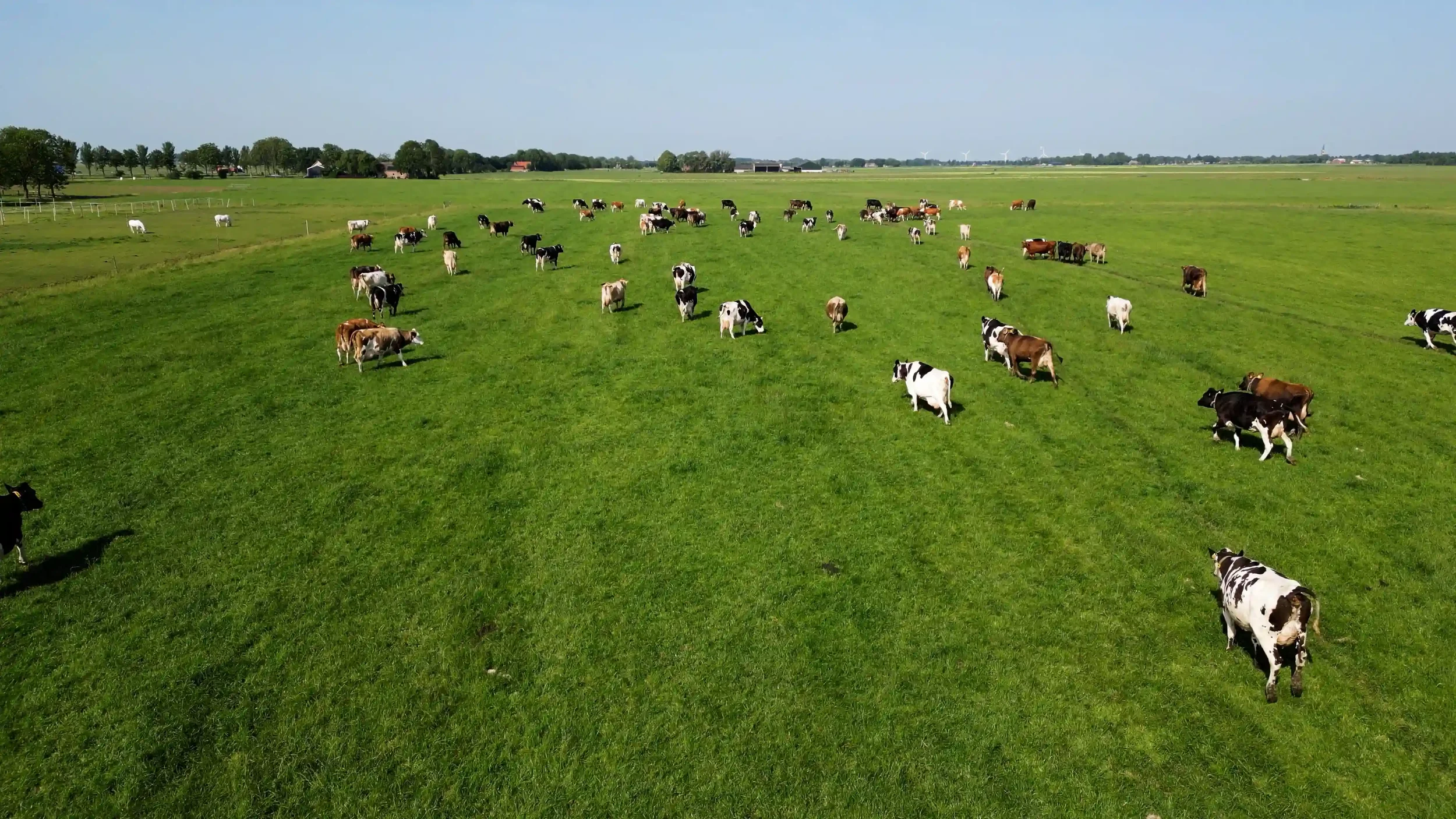 Koeien in de weilanden rondom It Fjildhûs in Marsum, midden in het Friese landschap nabij Leeuwarden.