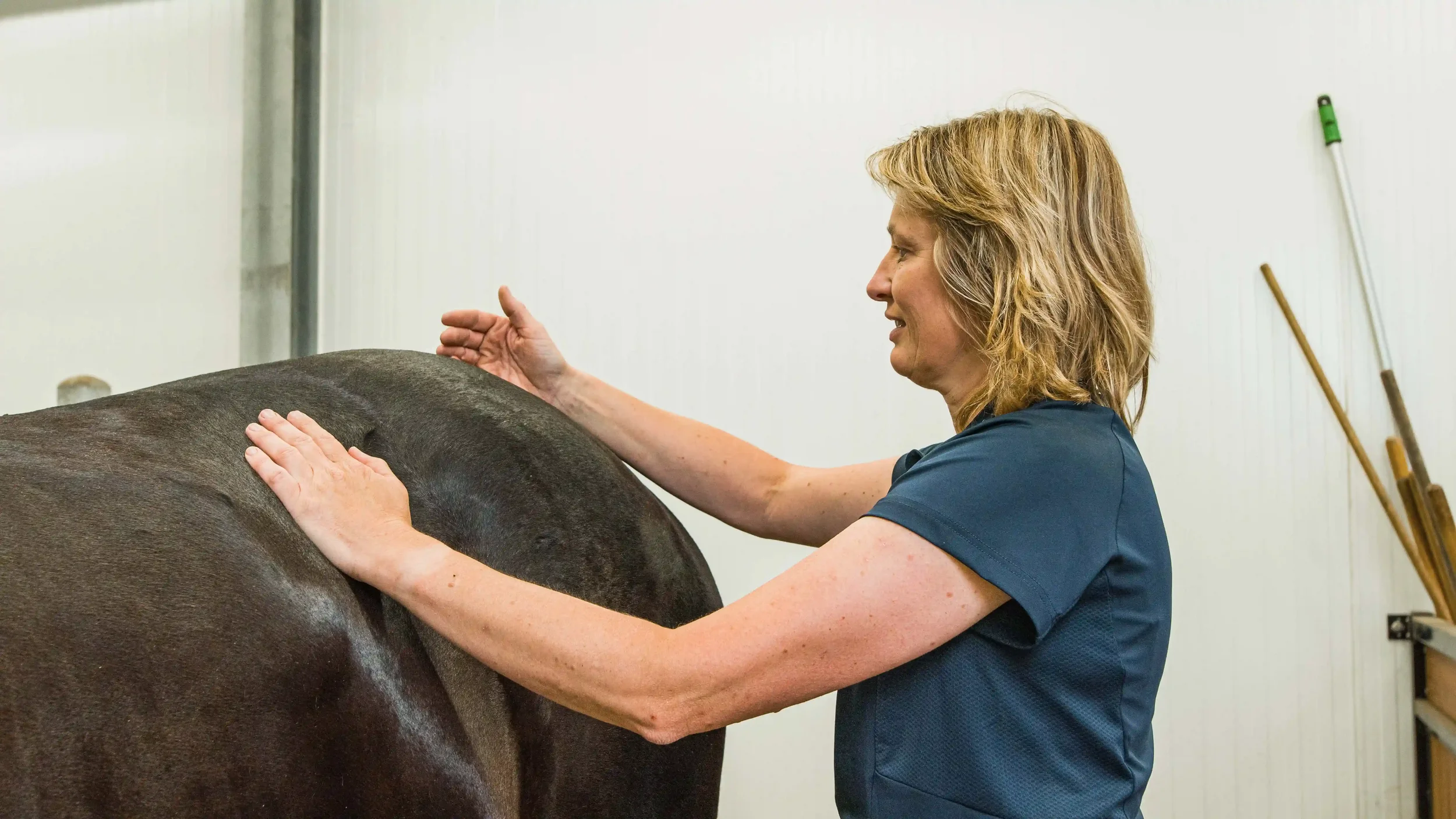 Paarden sportmassage behandeling bij It Fjildhûs in Marsum