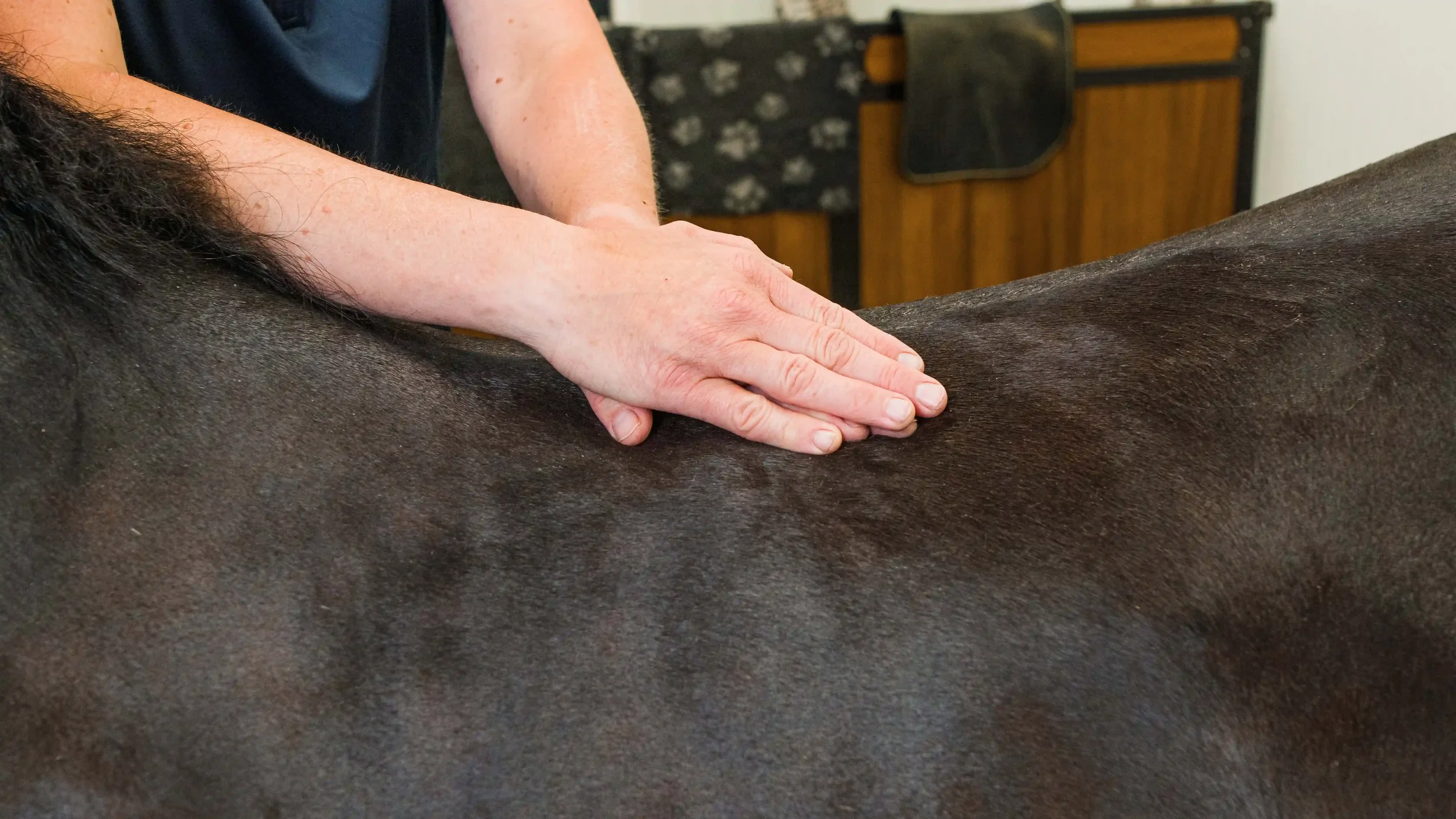 Sportmassage bij paard gericht op spieren en ontspanning