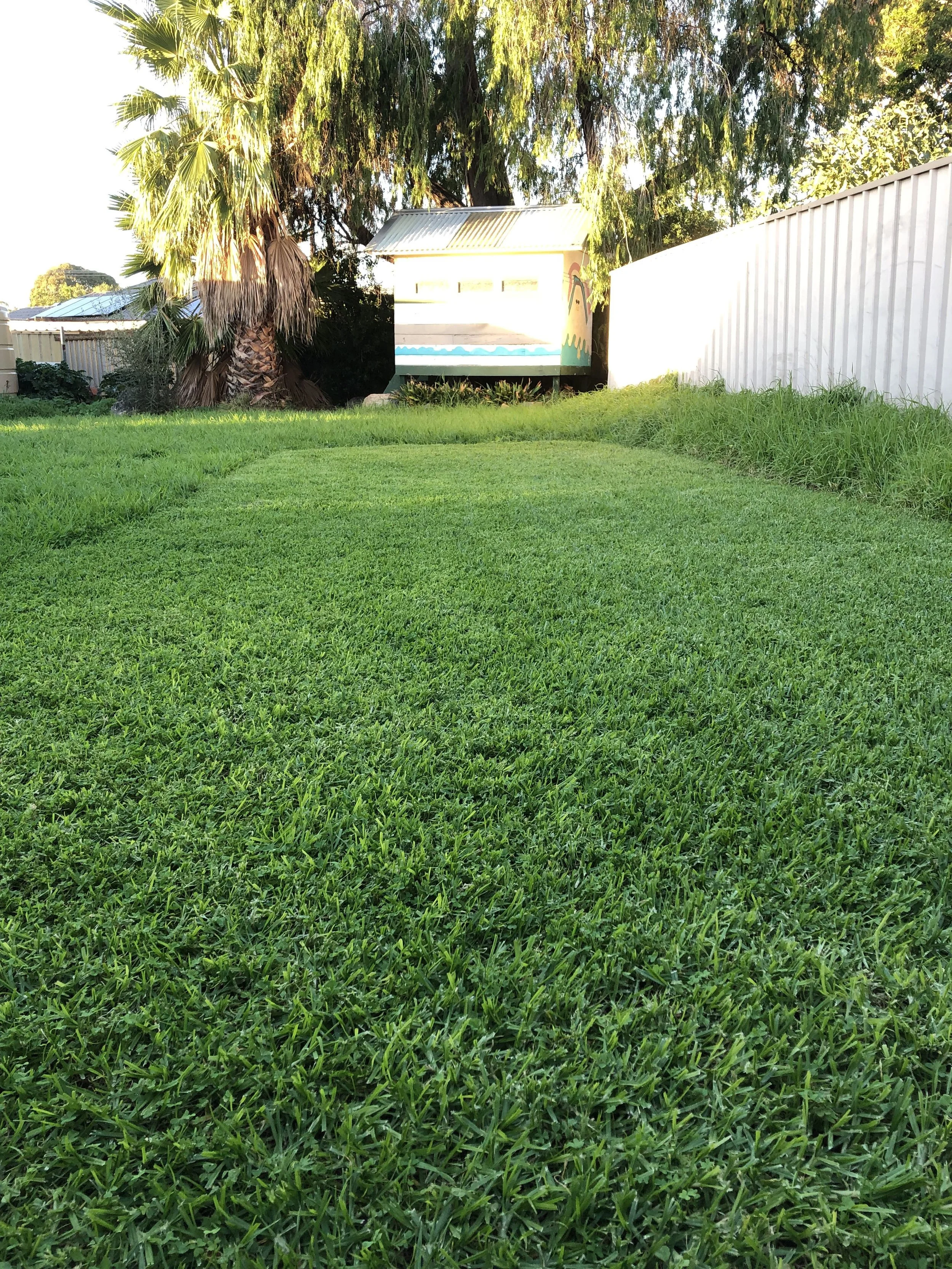 A backyard with green grass, a palm tree, and a small cubby house with a painted rainbow on the side, located near a white metal fence.