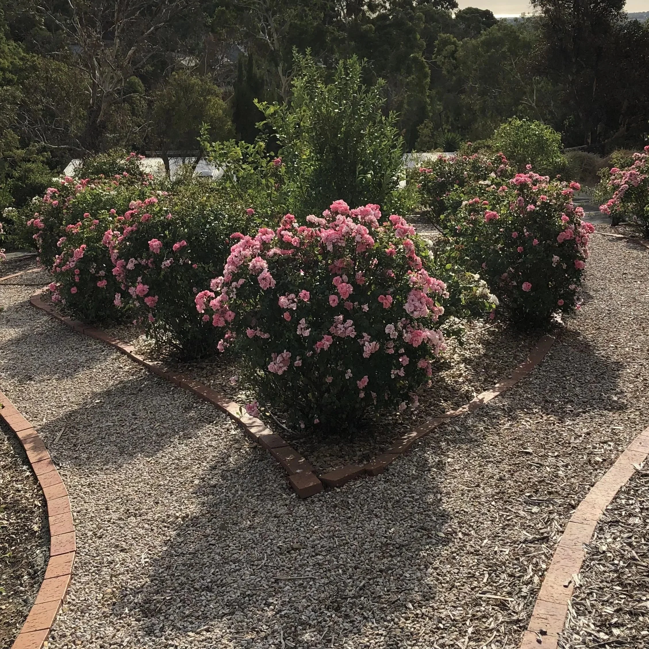 A garden with pink roses in bloom, bordered by a brick edging and a gravel path, with dense green trees in the background and a cloudy sky overhead.