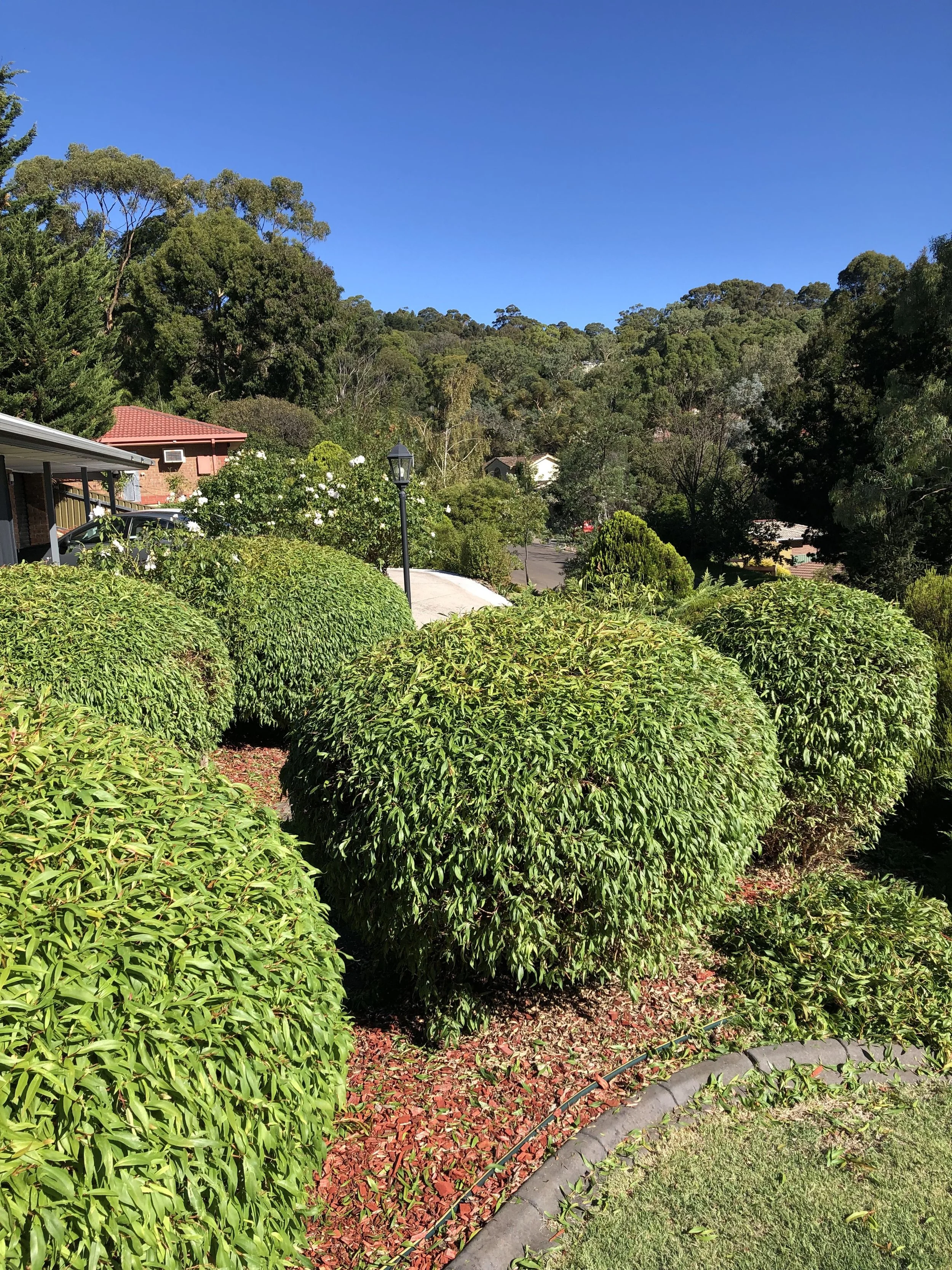 A landscaped yard with neatly trimmed bushes, a paved walkway, red mulch, set against a backdrop of lush trees and a hillside under a clear blue sky.