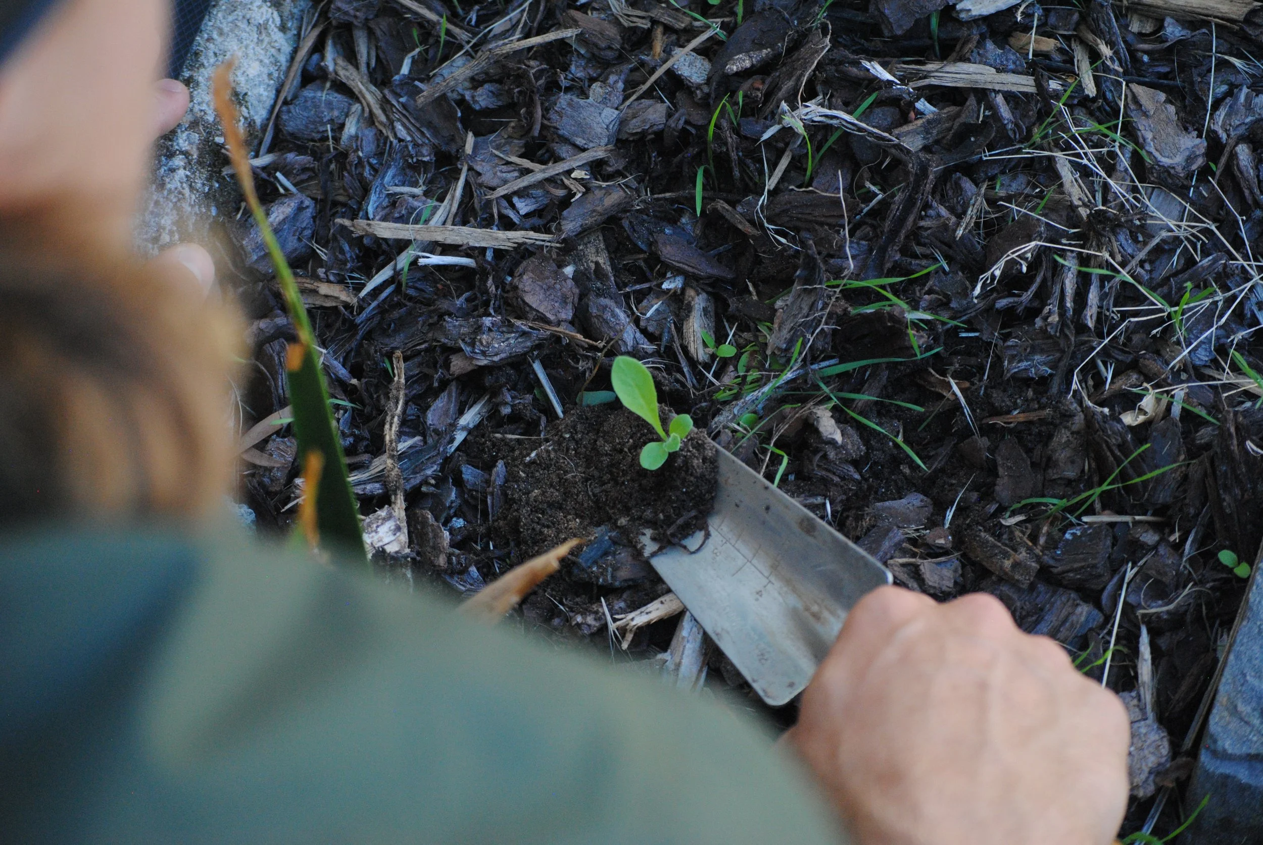 A person uses a small trowel to plant a young seedling in a garden bed filled with dark soil and wood mulch.