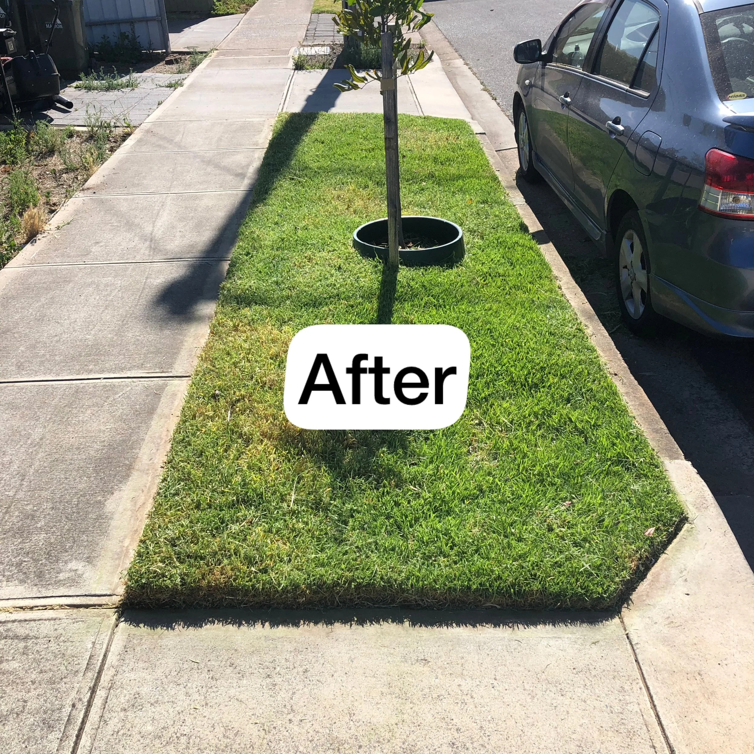 Neatly trimmed council strip lawn with a small tree in the middle, located between a parked car, and a sidewalk, on a sunny day.