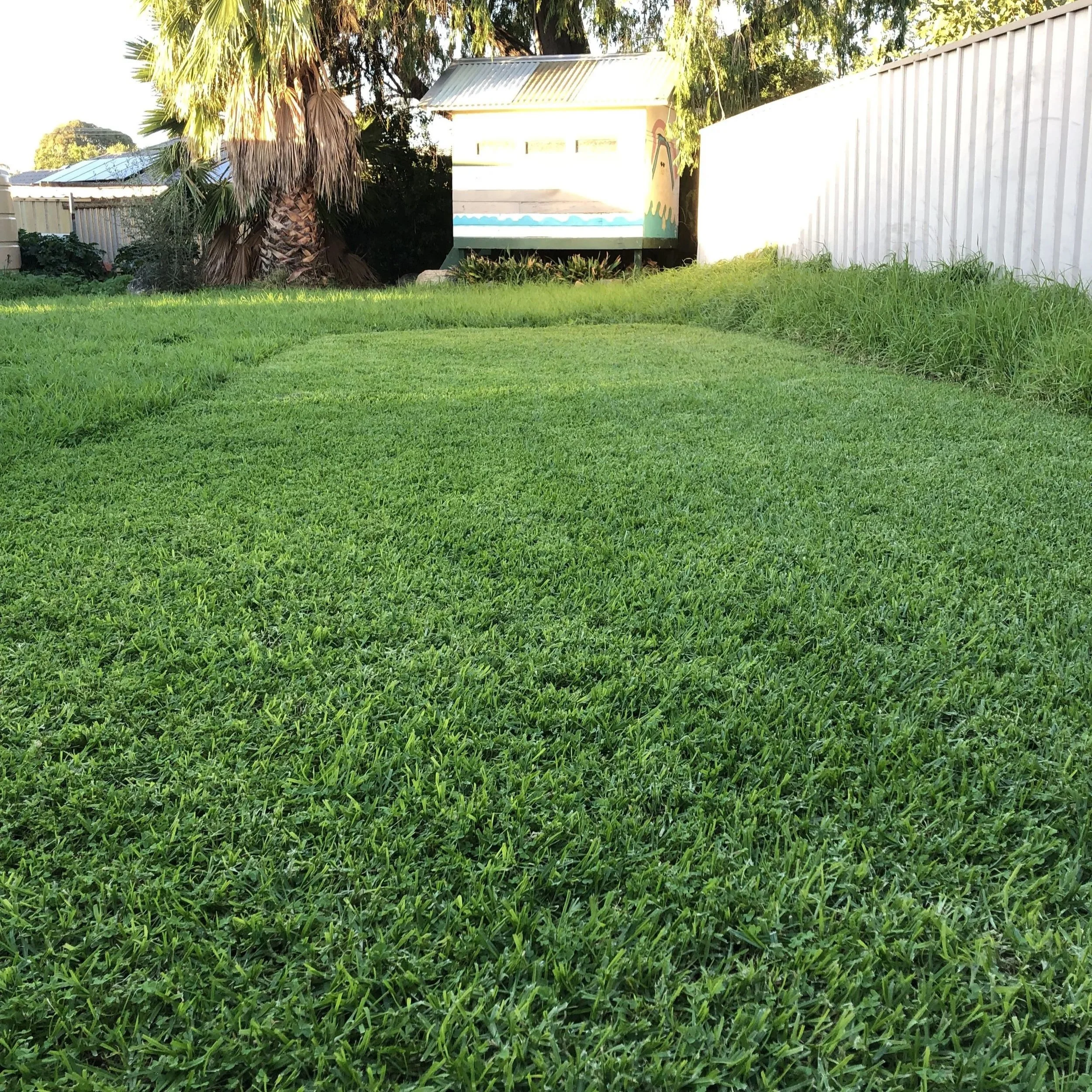 A backyard with green grass, a palm tree, and a small cubby house with a painted rainbow on the side, located near a white metal fence.