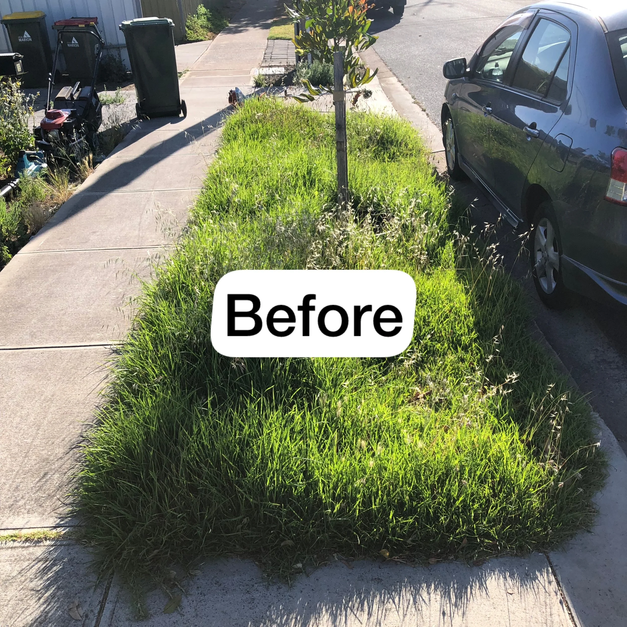 Overgrown council strip lawn with a small tree in the middle, located between a parked car, and a sidewalk, with power tools including a leaf blower and trash bins in the background on a sunny day.
