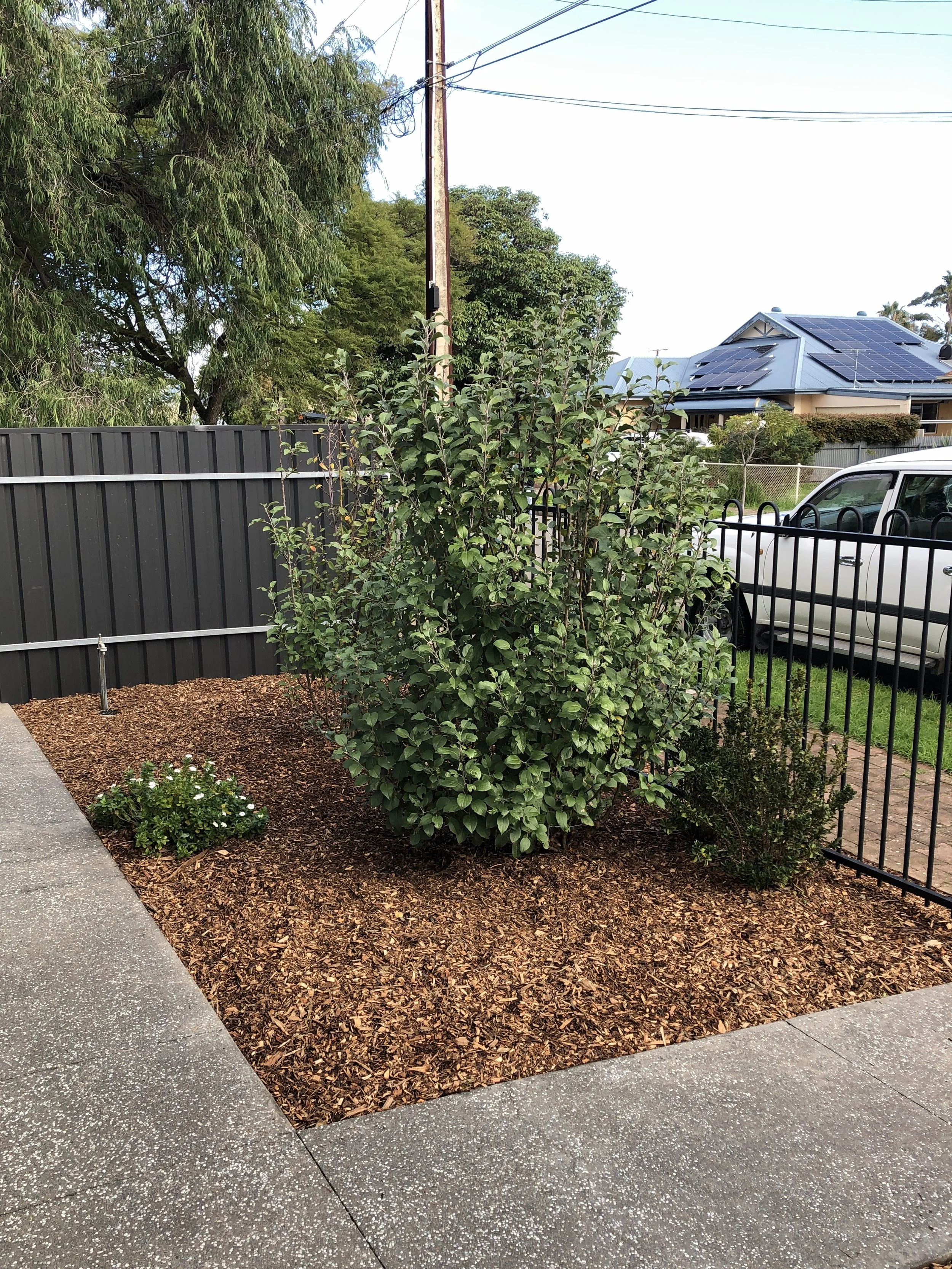 A landscaped yard with new mulch, bordered by a concrete sidewalk and black metal fence. There are leafy shrubs in the garden, with trees and a house in the background with a white car parked.