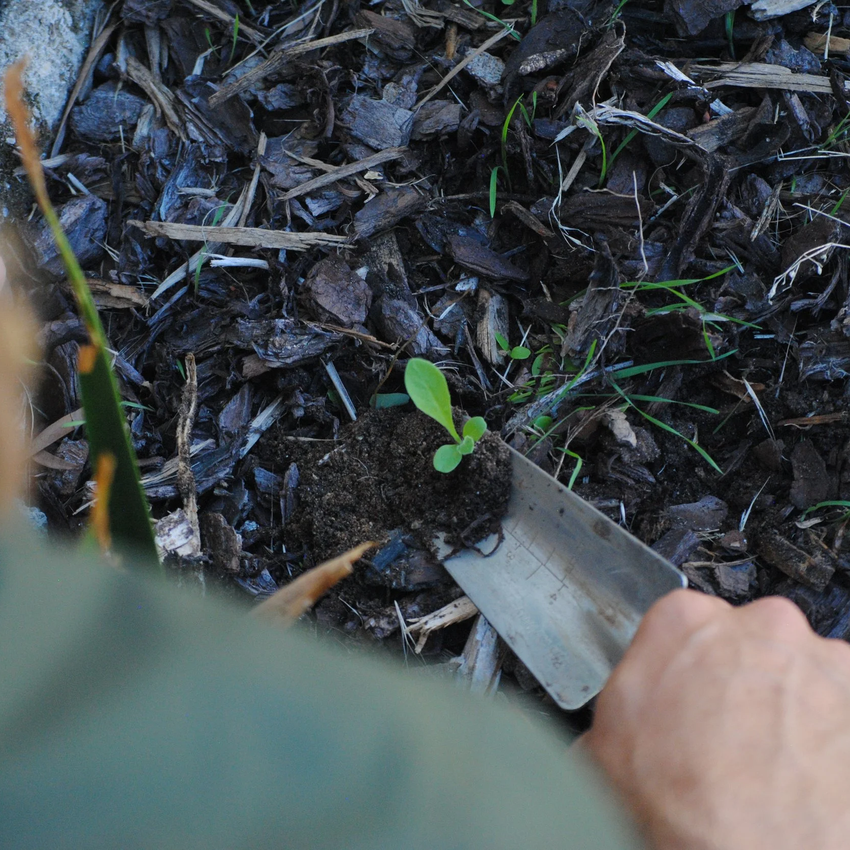Close-up of small green weed  being removed with a gardening trowel from a garden bed full of dark pine bark mulch.