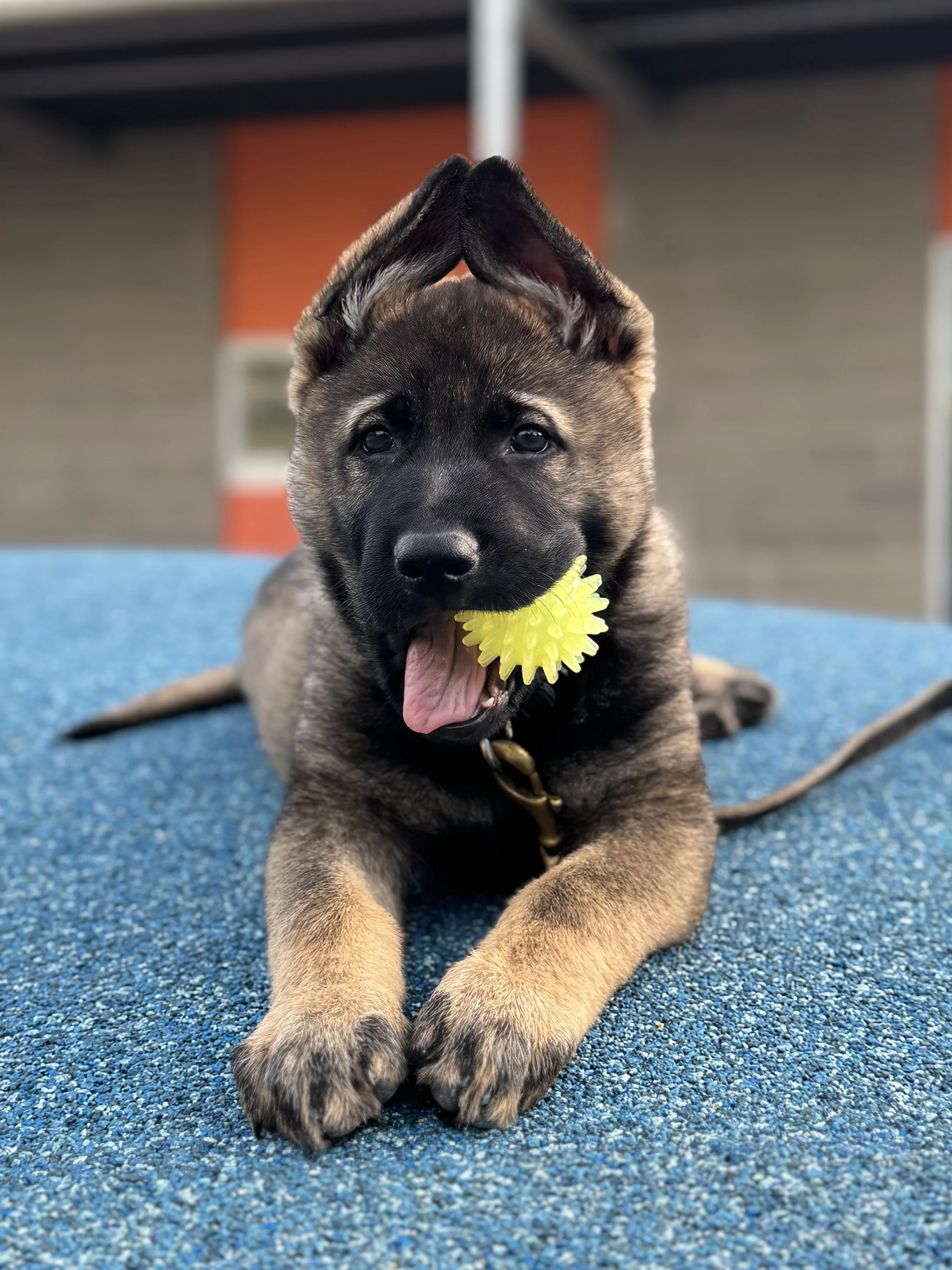 A playful puppy with a yellow toy in its mouth, lying on a blue textured surface in an outdoor setting.