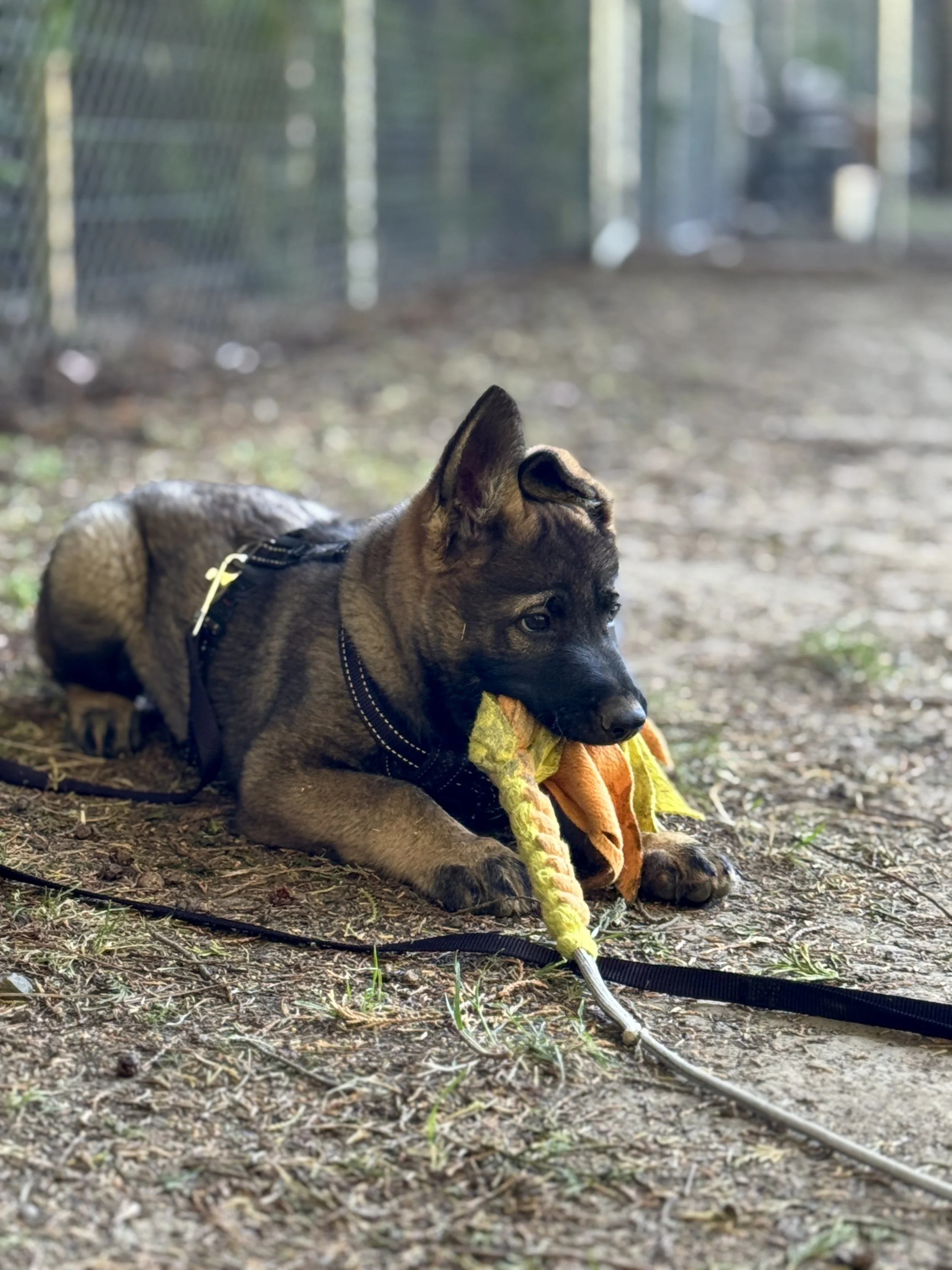 A working line puppy lying on the ground outside, holding a plush toy in its mouth, near a fenced area with trees in the background.