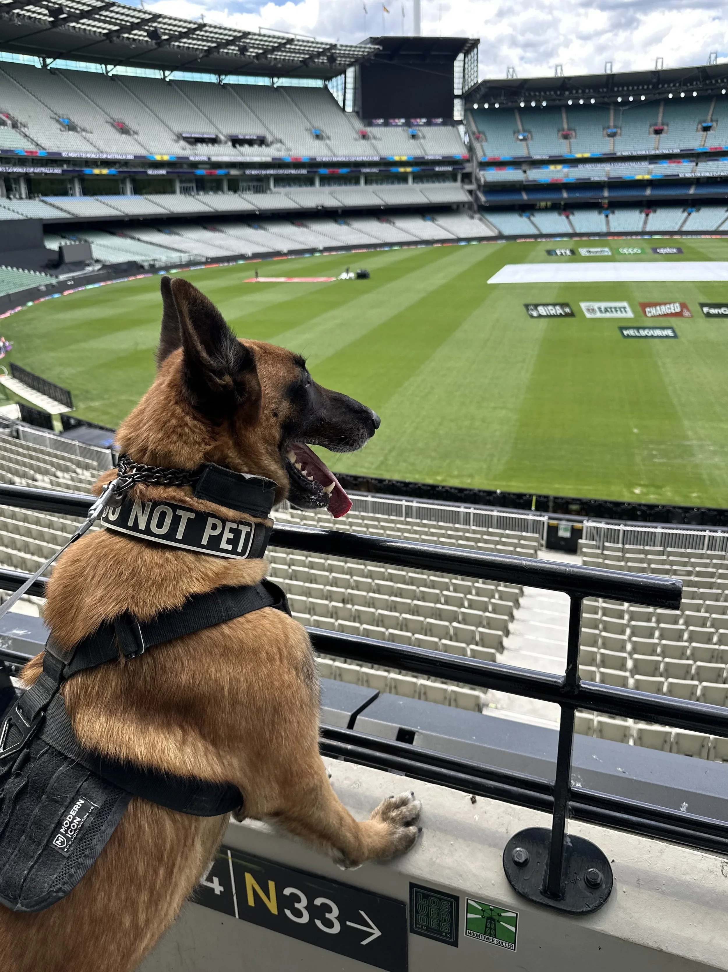 A Belgian Malinois wearing a 'DO NOT PET' harness and collar, looking over the railing of a stadium seating area, with a view of a cricket field inside an empty stadium with large screens and advertisements.