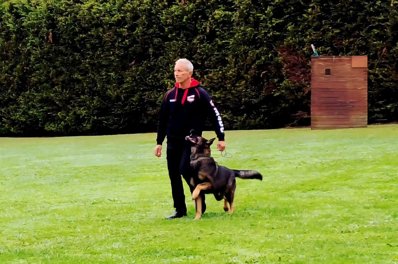 A K9 Trainer heeling a German Shepherd in a grassy field with a hedge and wooden structure in the background.