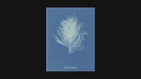 Anna Atkins 1843: Cyanotype photogram of Polysiphonia formosa algae – first photographic book, Rijksmuseum