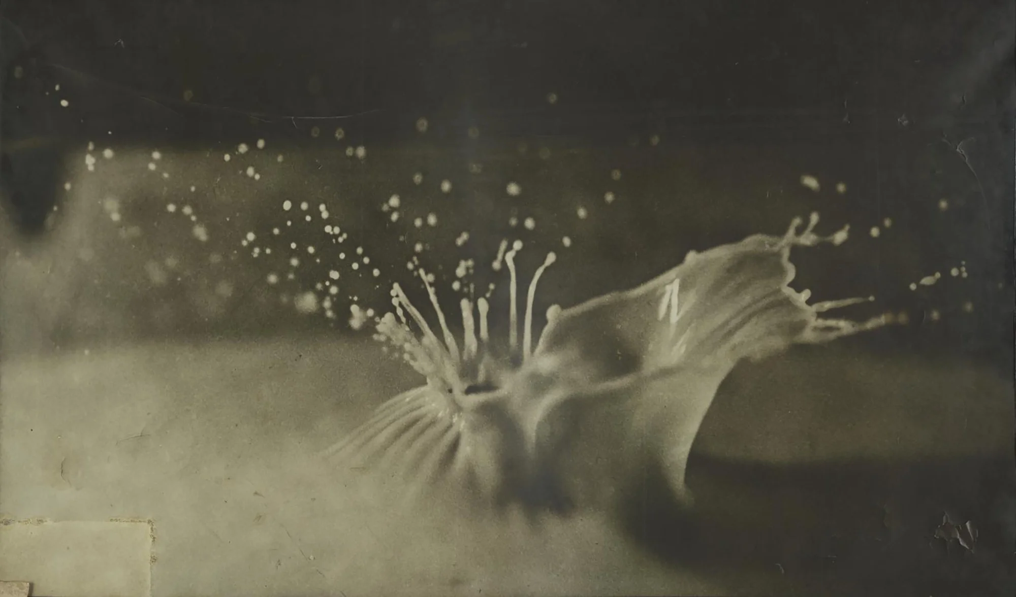 Worthington 1900: enlarged spark photograph of a milk-droplet splash, the crown rising mid-collision — first photograph to settle what a splash actually looks like.