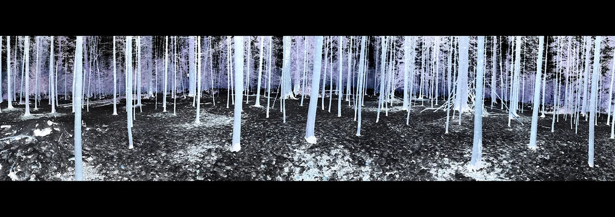Circle of Trees - See and Find