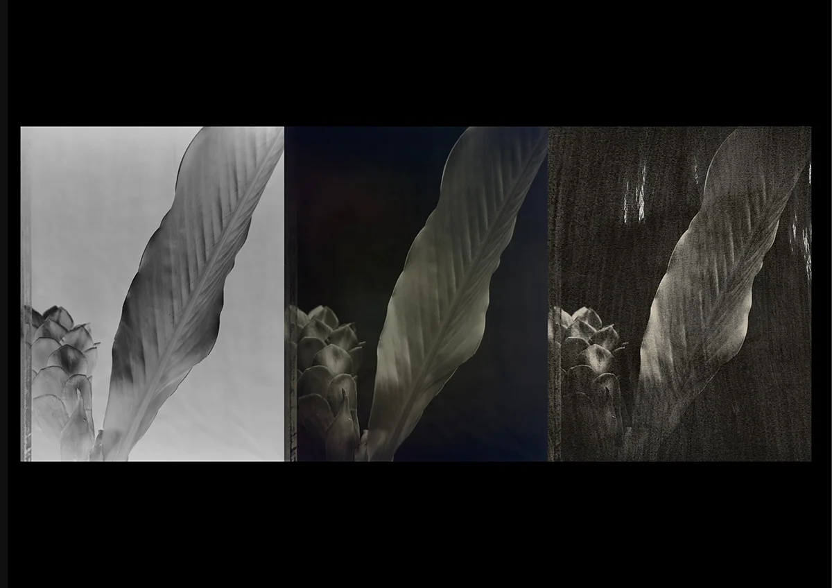 The same botanical photograph rendered in three sustainable photographic processes — light negative, deep warm-green, and dark textured grain — showing how the making of a photograph shapes what it shows.