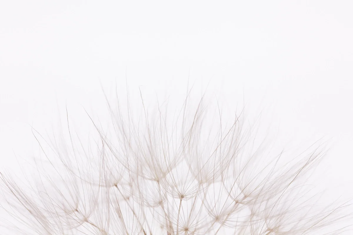 Backlit dandelion seed filaments fan out against soft white — pure form before the eye names it.
