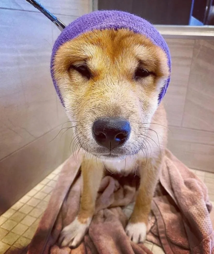 Going to the vet again