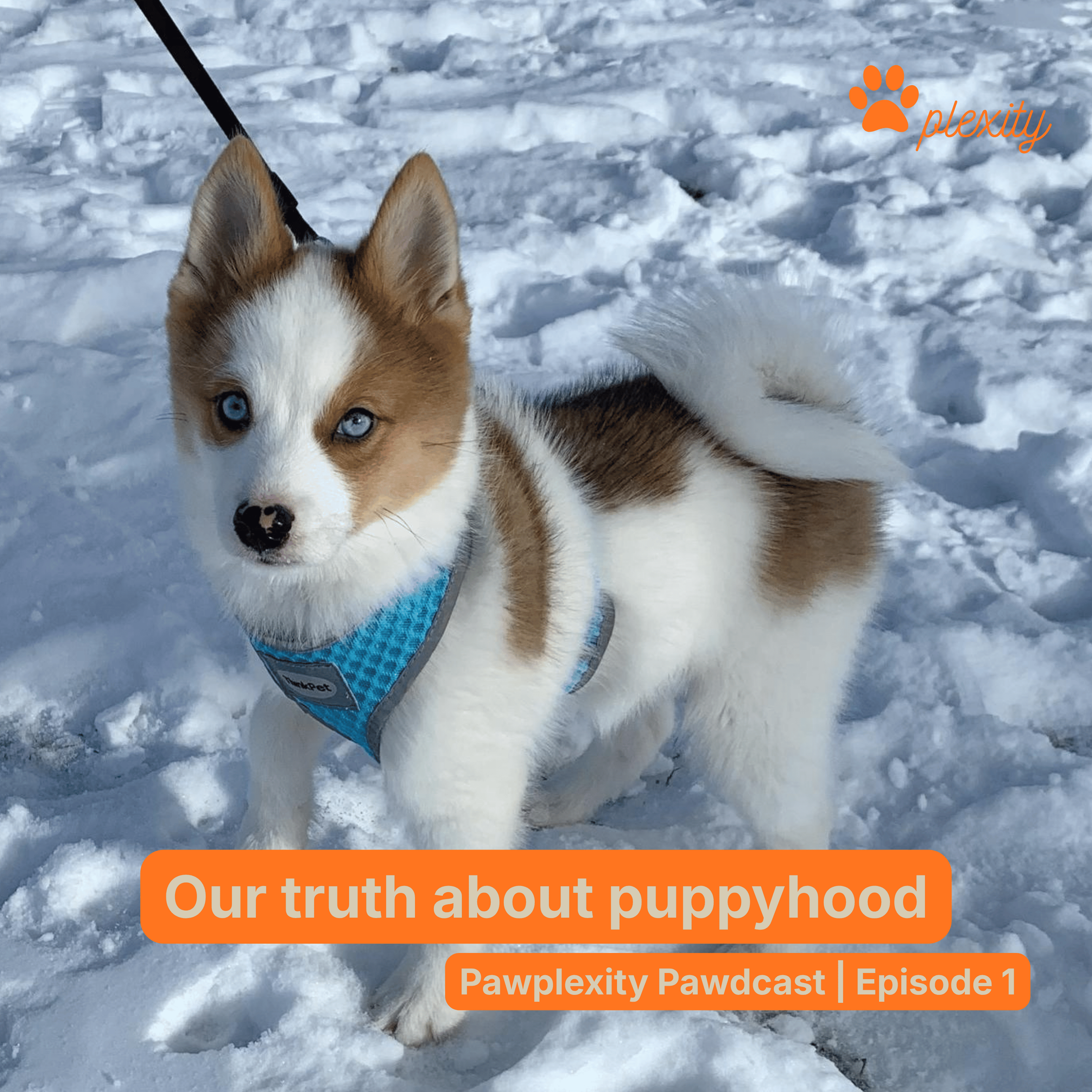 E1: We thought we were ready - our truth about puppyhood