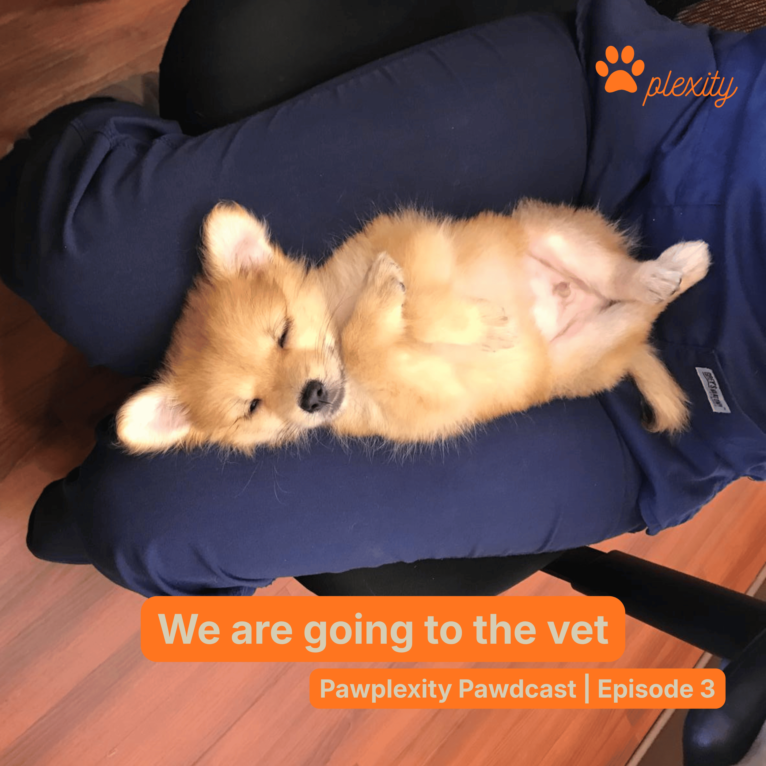 E3: We are going to the vet