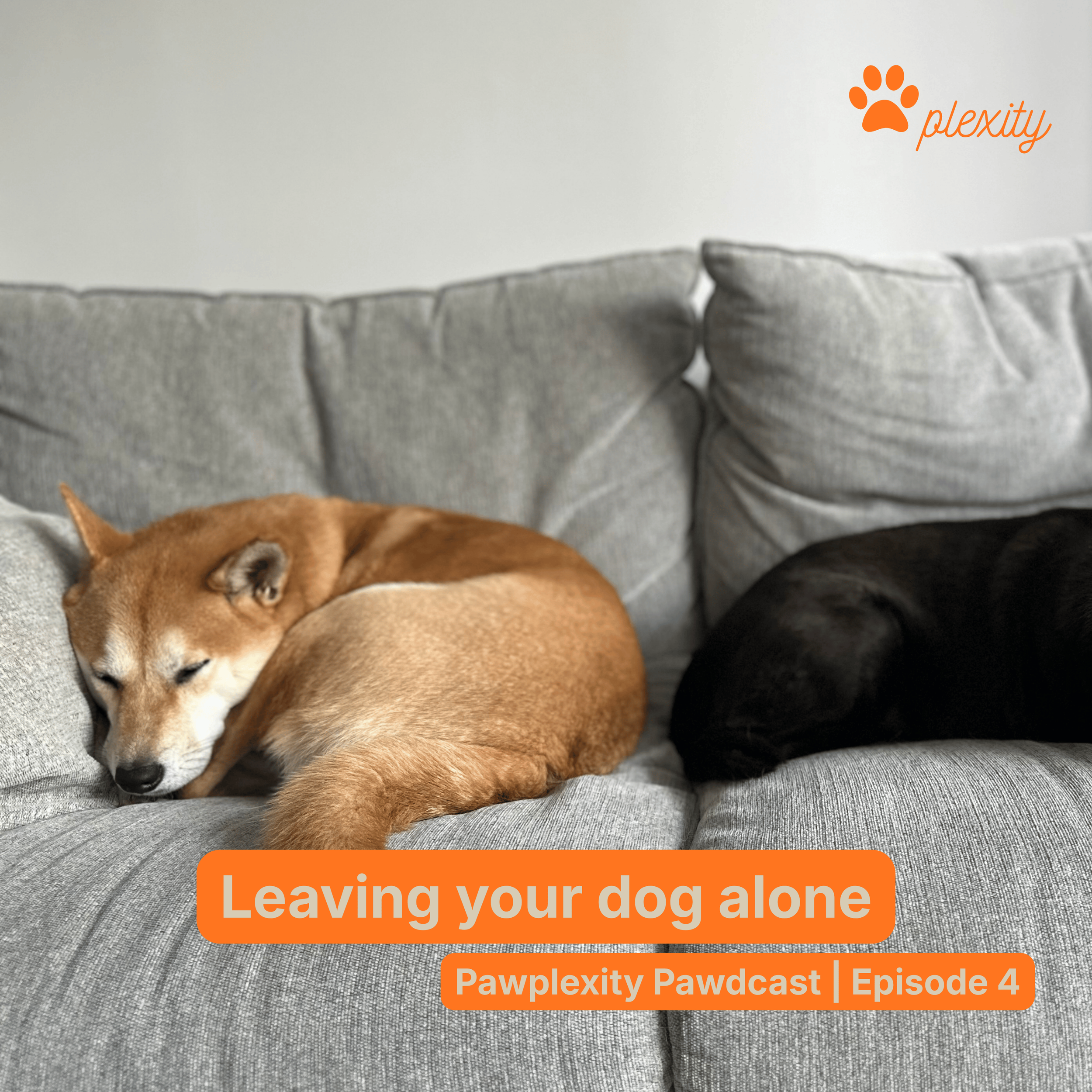 E4: Leaving your dog alone