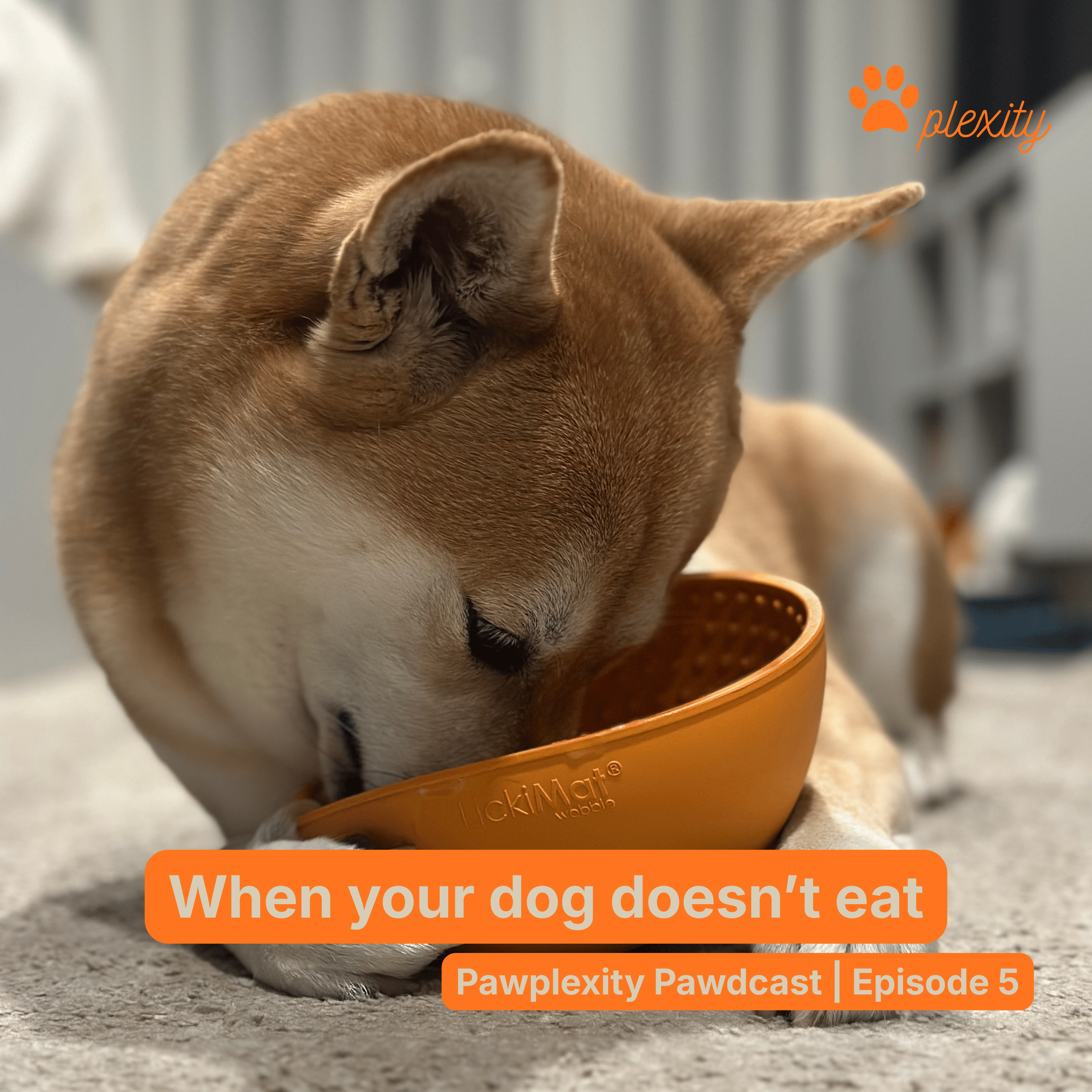 E5: When your dog doesn’t eat