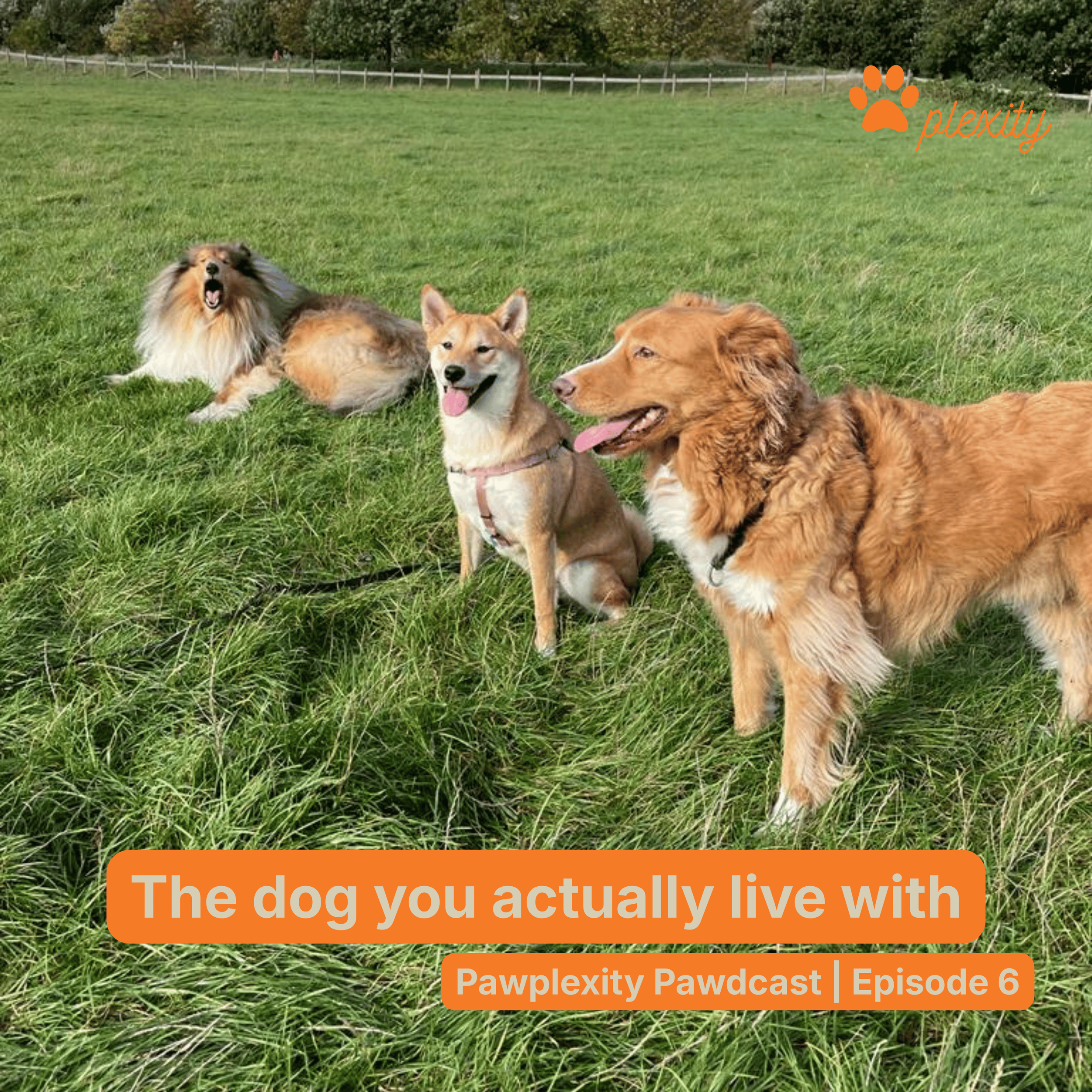 E6: The dog you actually live with