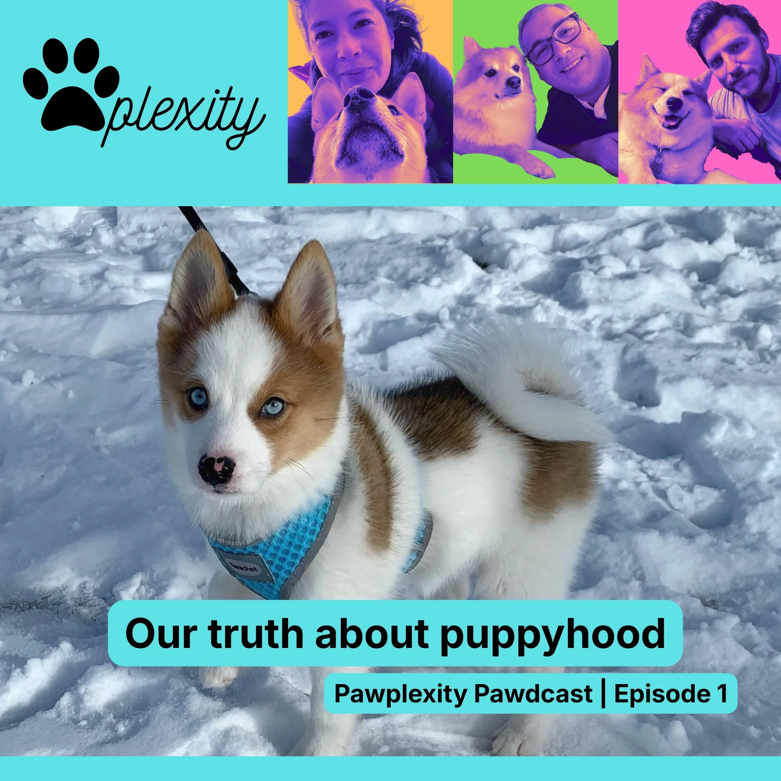 E1: We thought we were ready - our truth about puppyhood