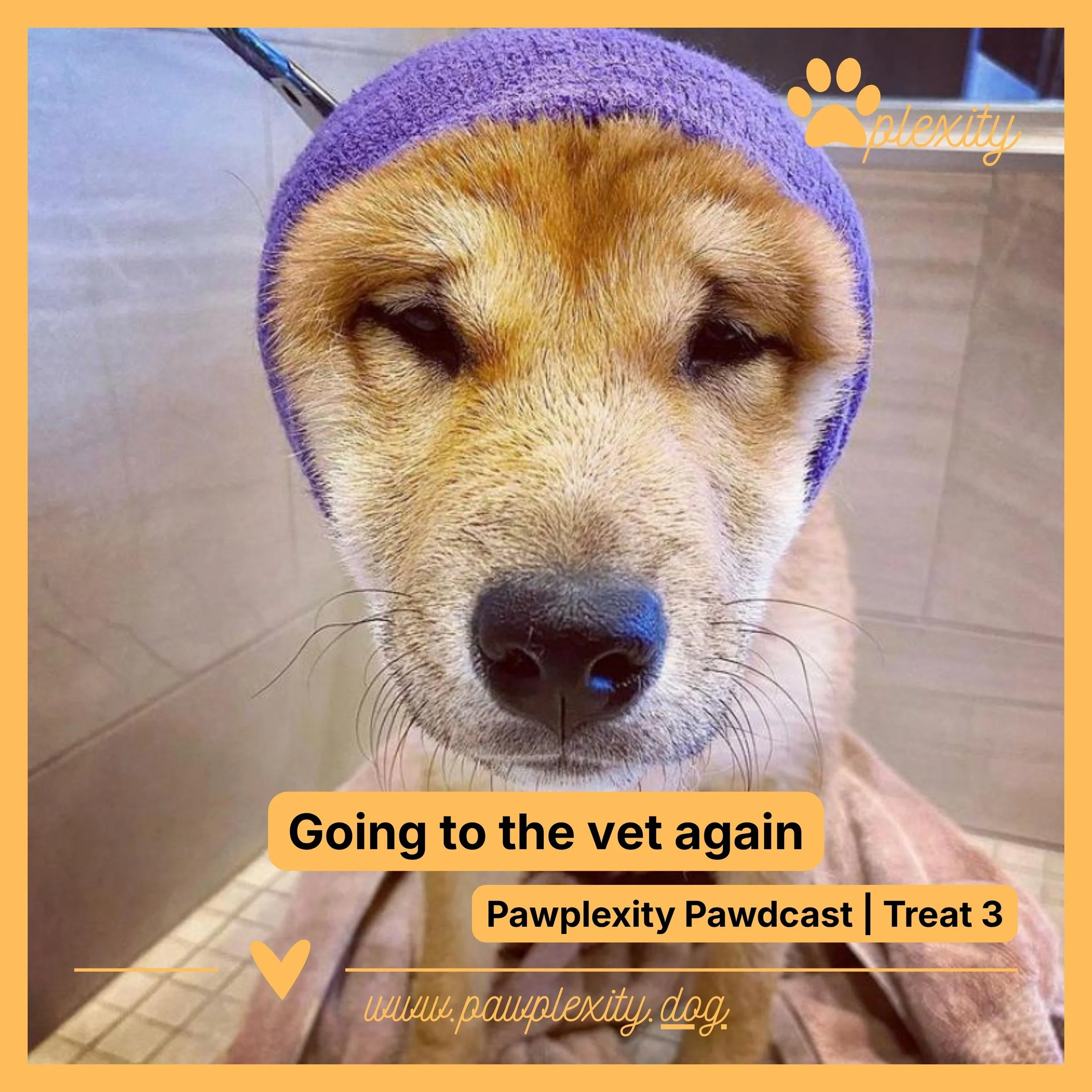 What a vet visit teaches a dog
