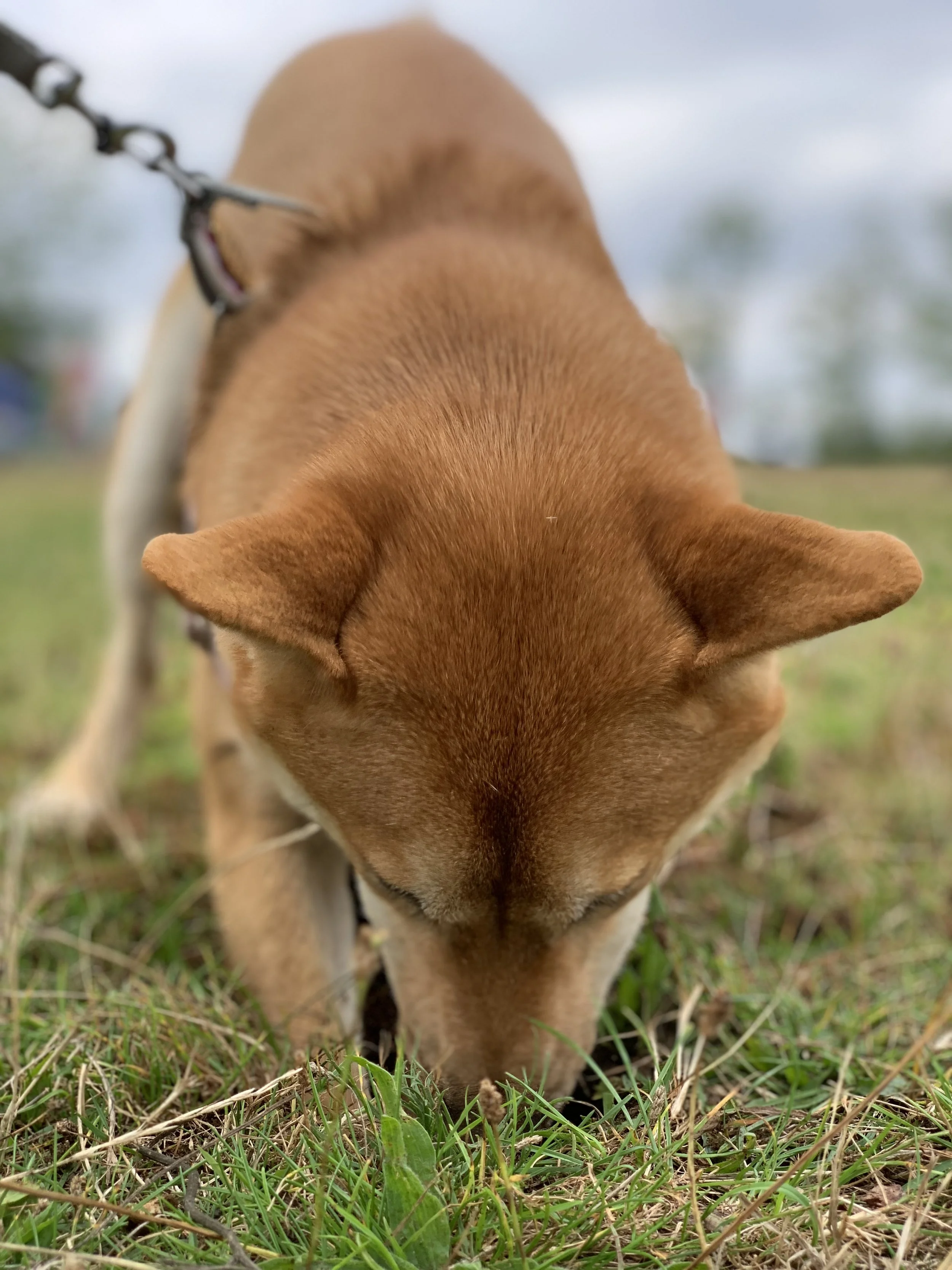 A Shiba Inu dog digging a hole in green grass outdoors on a cloudy day.