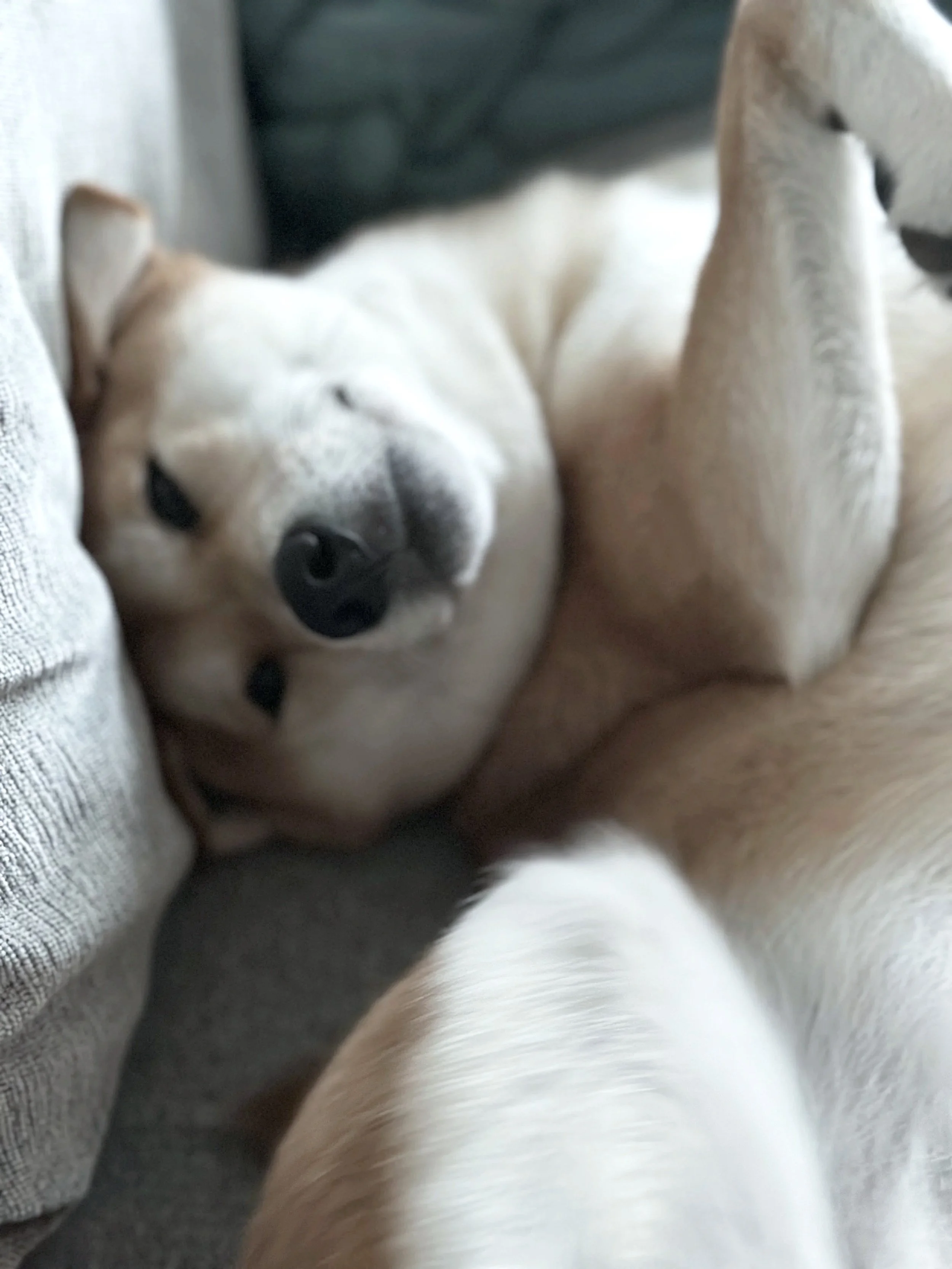 A Shiba Inu dog lying on her back and smiling at the camera in a playful mood.
