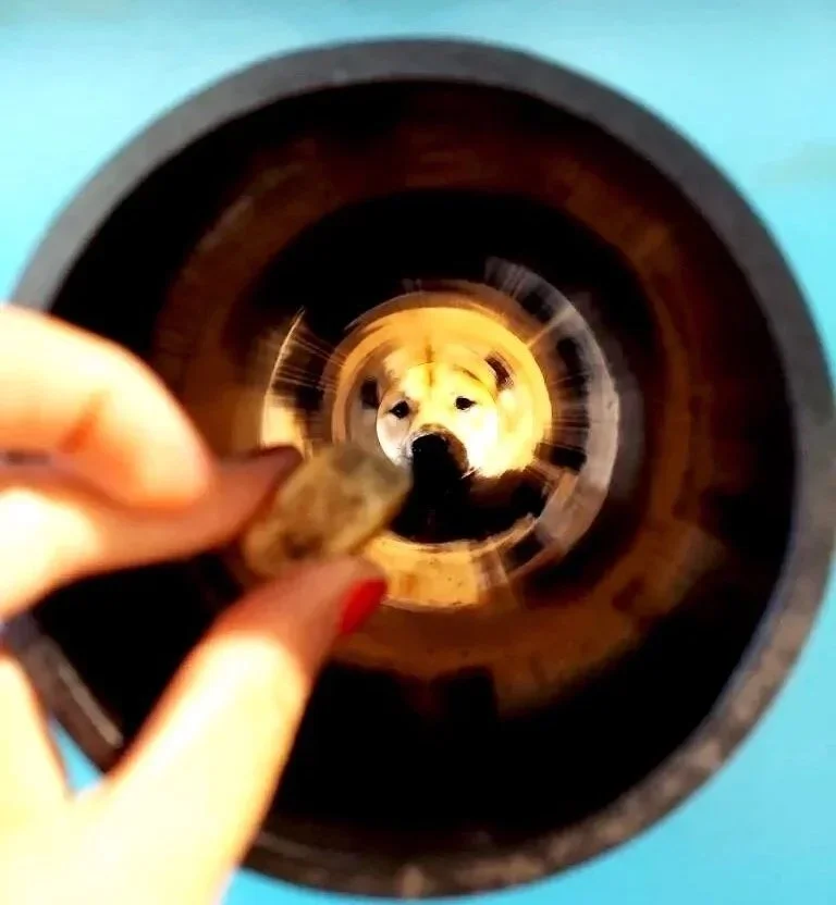 A dog looking through a treat chute at the hand holding a treat, impatient for the treat to be given.