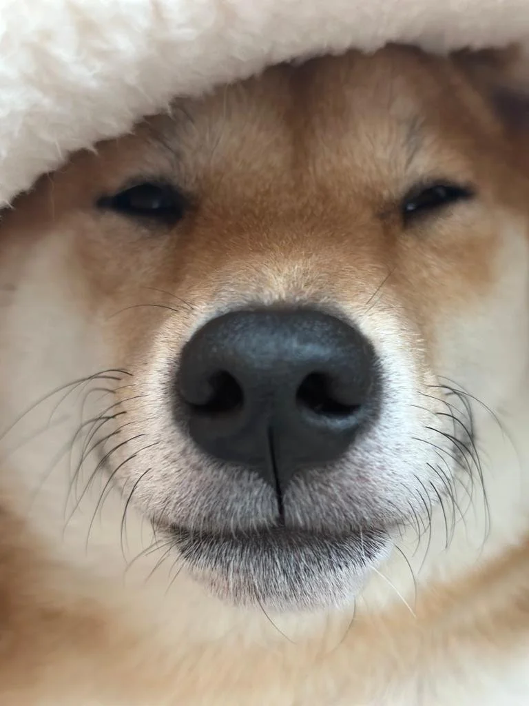 Close-up of a Shiba Inu dog's face with eyes nearly closed, wearing a cozy knit hat or blanket over its head.