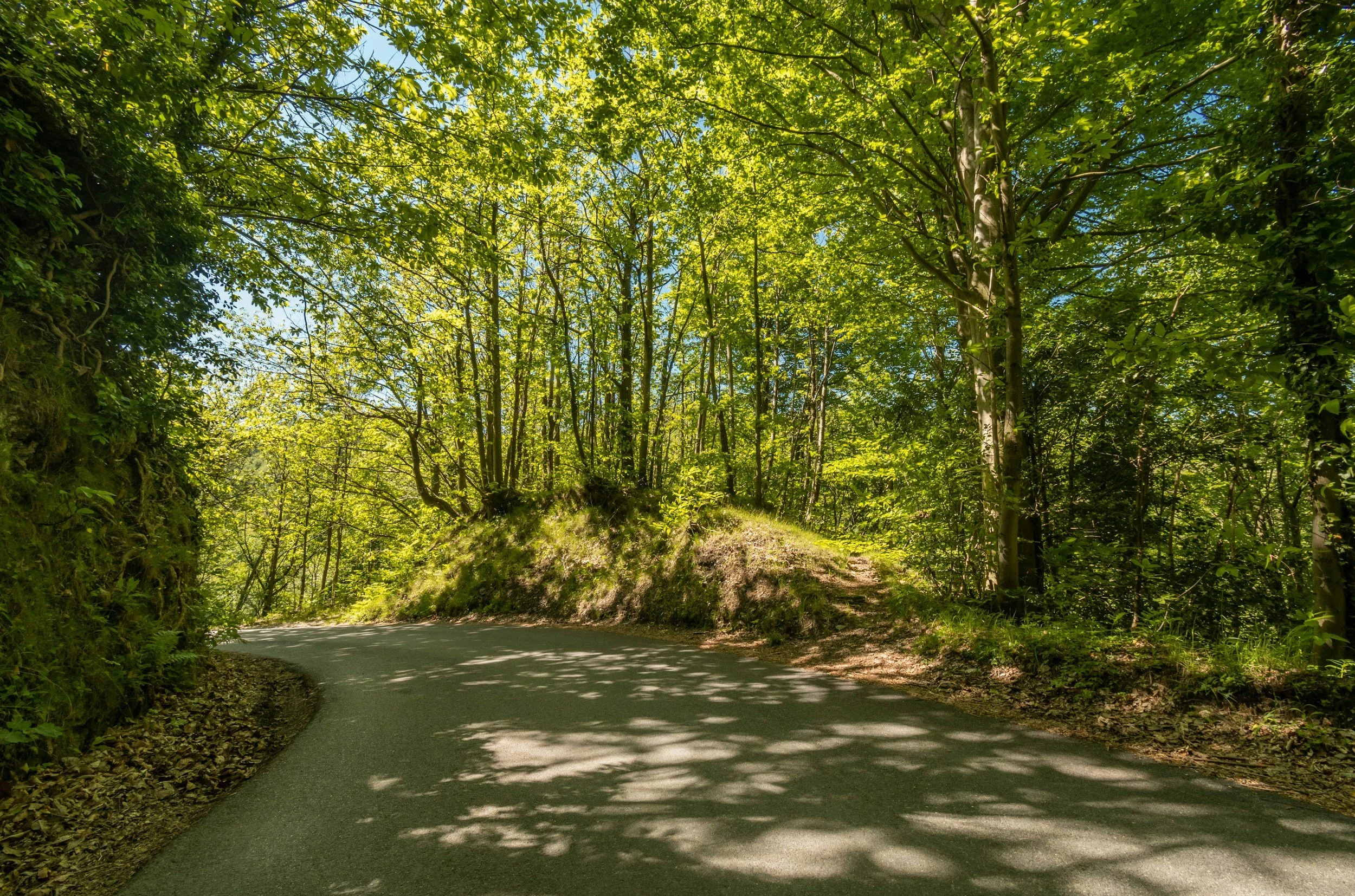 Strada di montagna circondata da alberi verdi con foglie che creano ombre sul percorso, sotto un cielo azzurro.