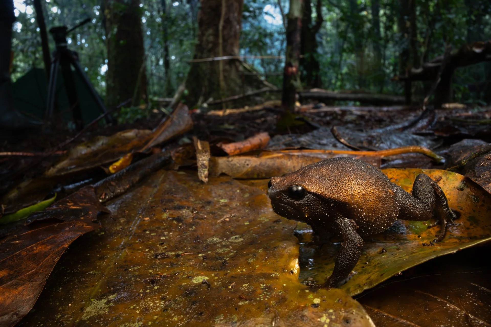 FROG_20260221-_W4A0386.jpg
