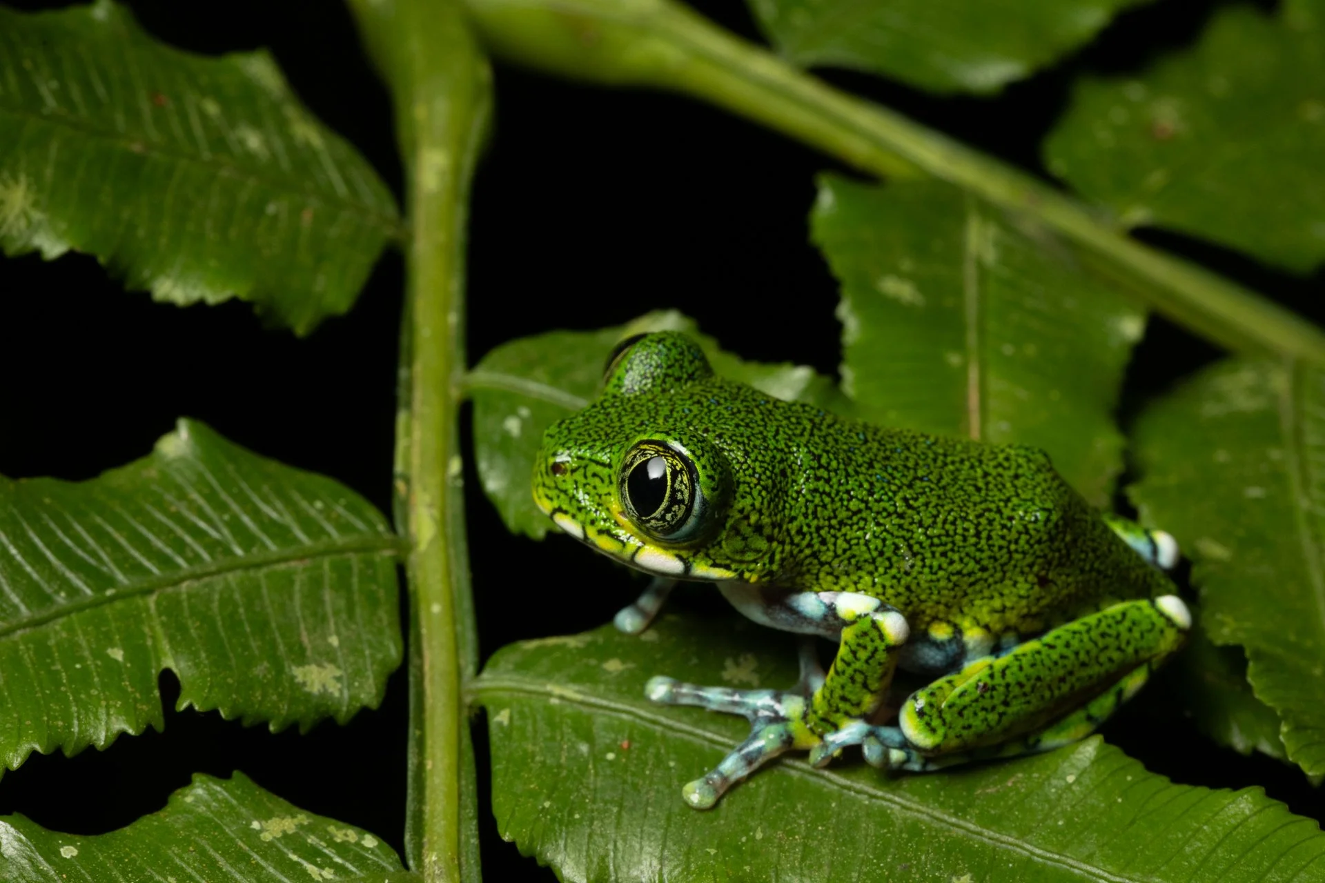 FROG_20260303-_W4A3940.jpg
