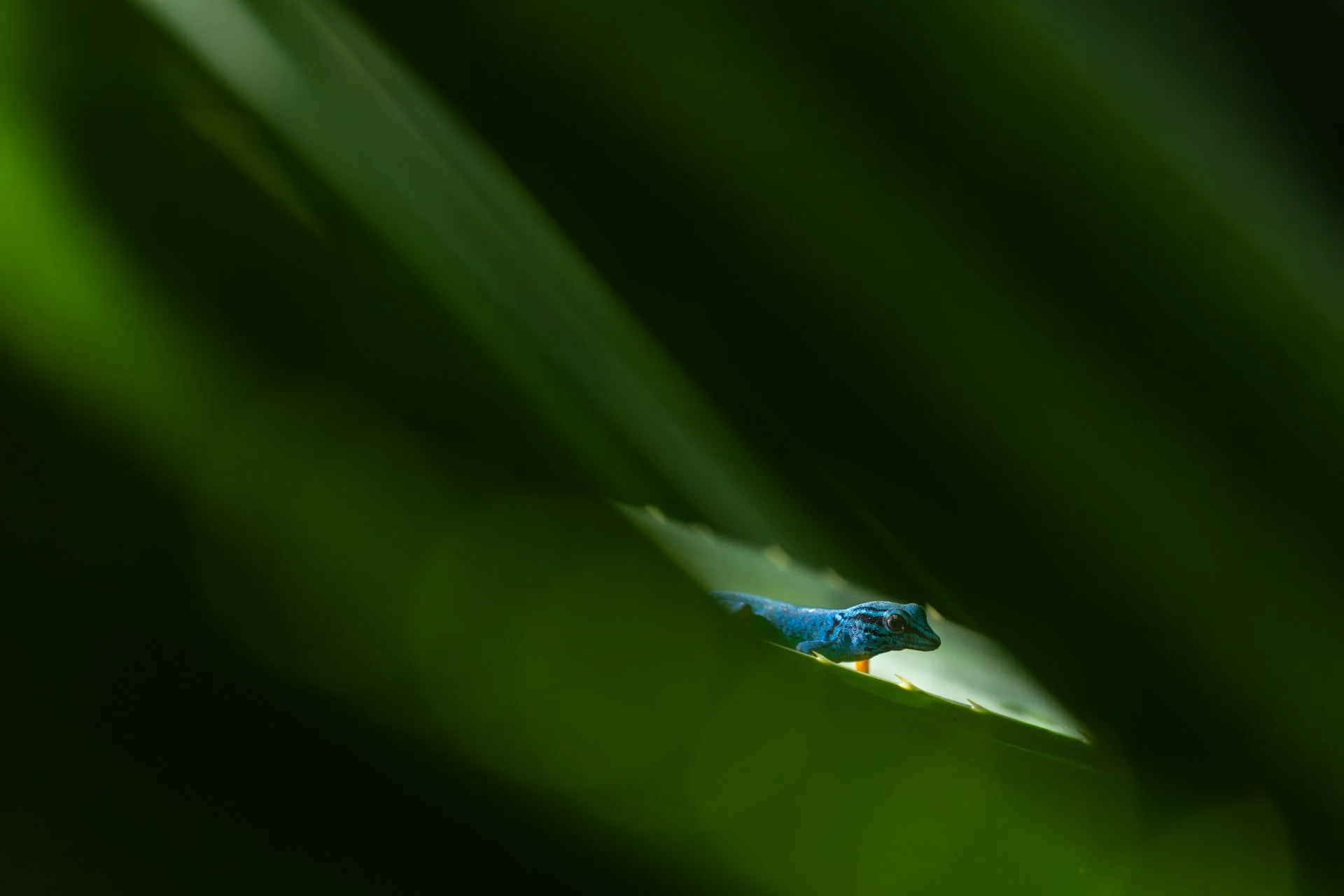 GECKO_20260218-_W4A8994.jpg