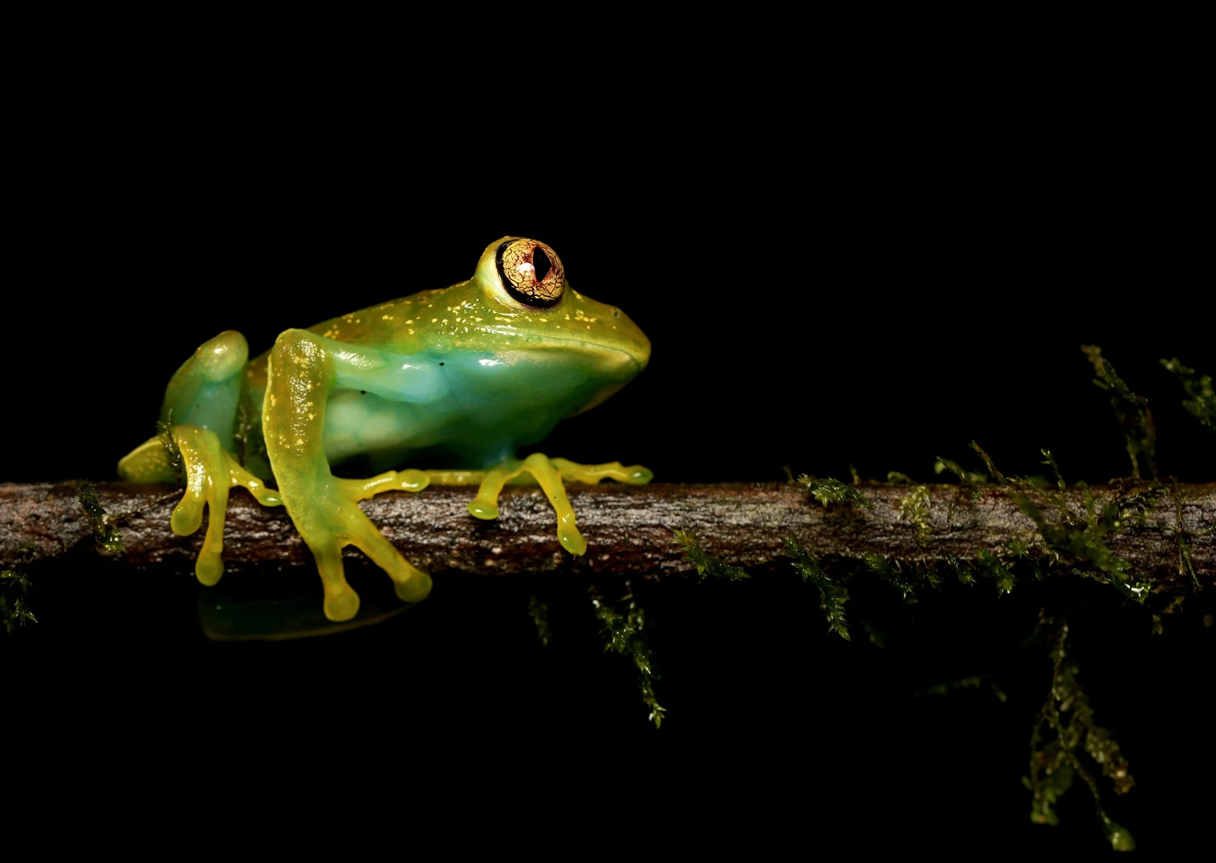 Herpetology Expedition February 2027
