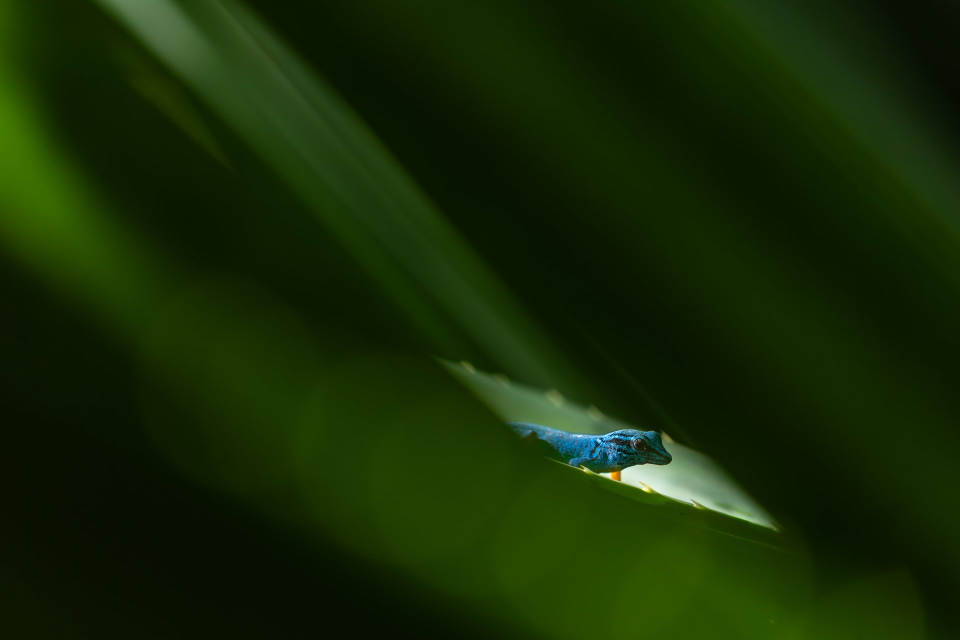GECKO_20260218-_W4A8994.jpg