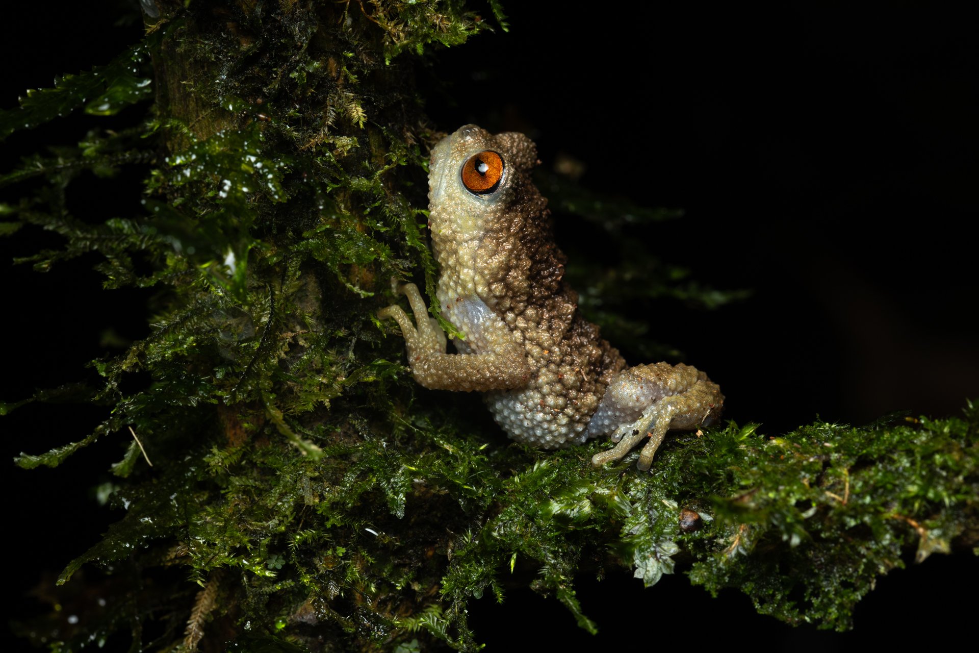 FROG_20260220-_W4A0116.jpg