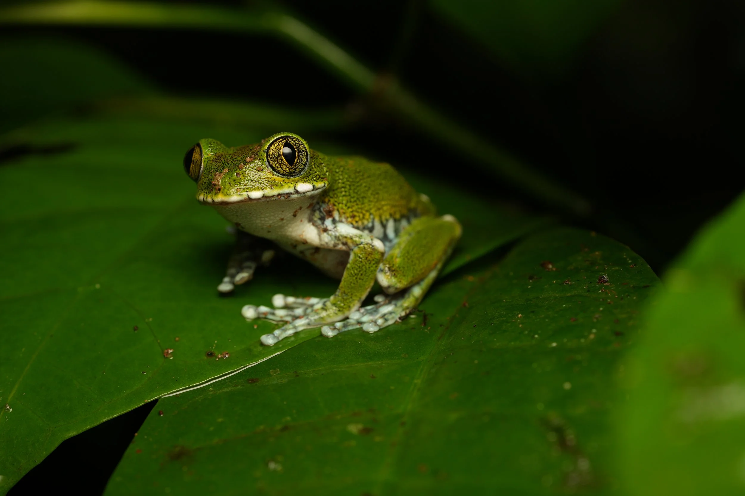FROG_DSC01227.JPG