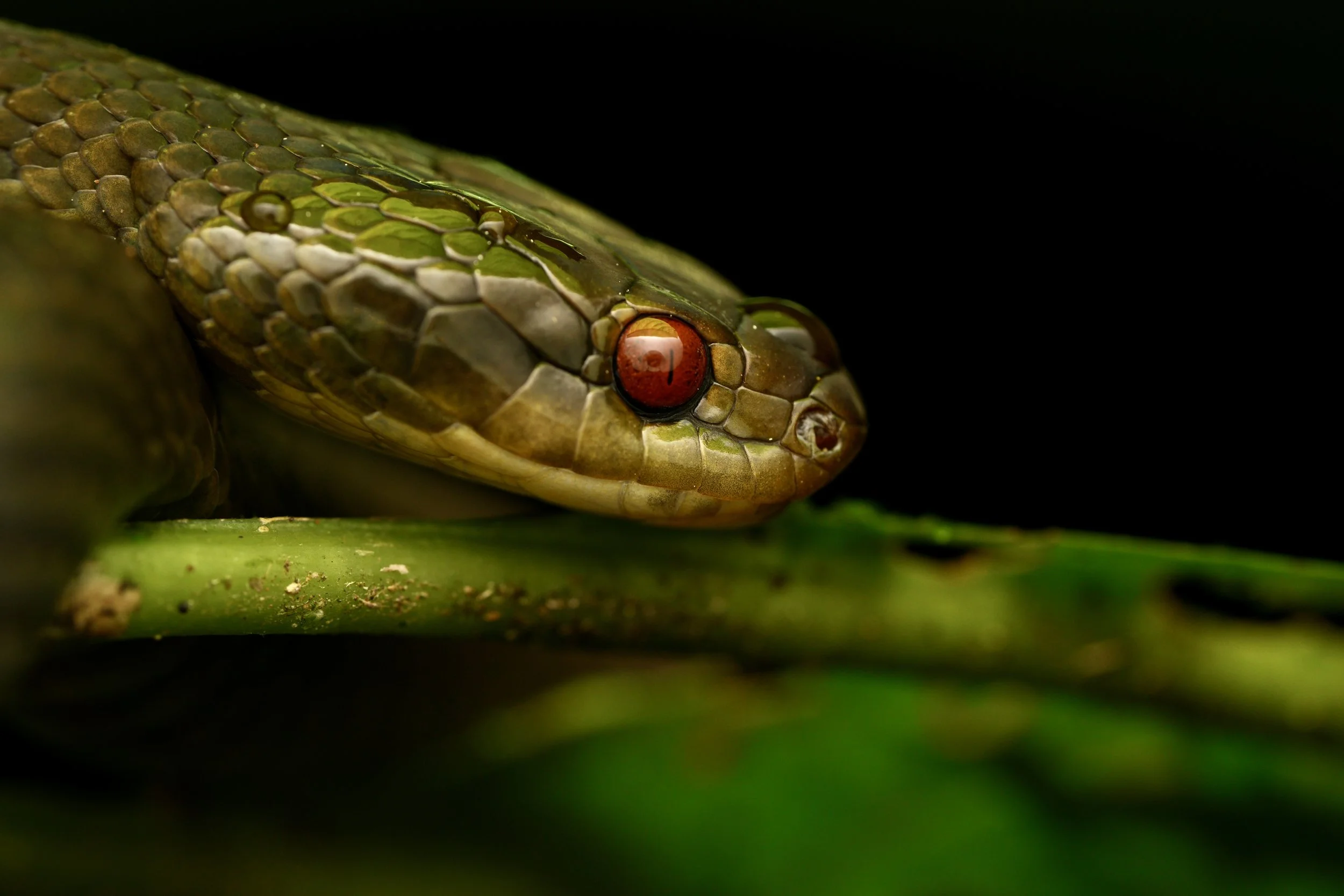 SNAKE_DSC00951.JPG