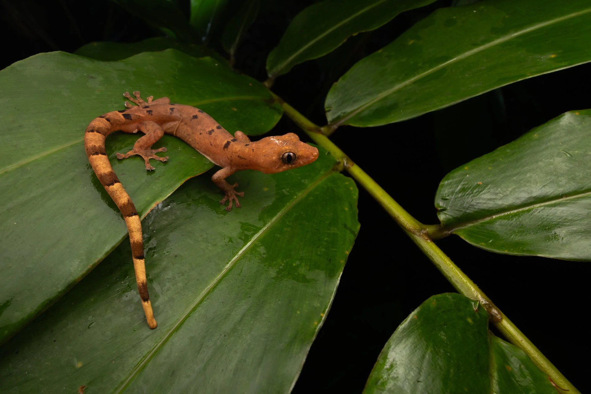 GECKO_20260224-_W4A1308.jpg